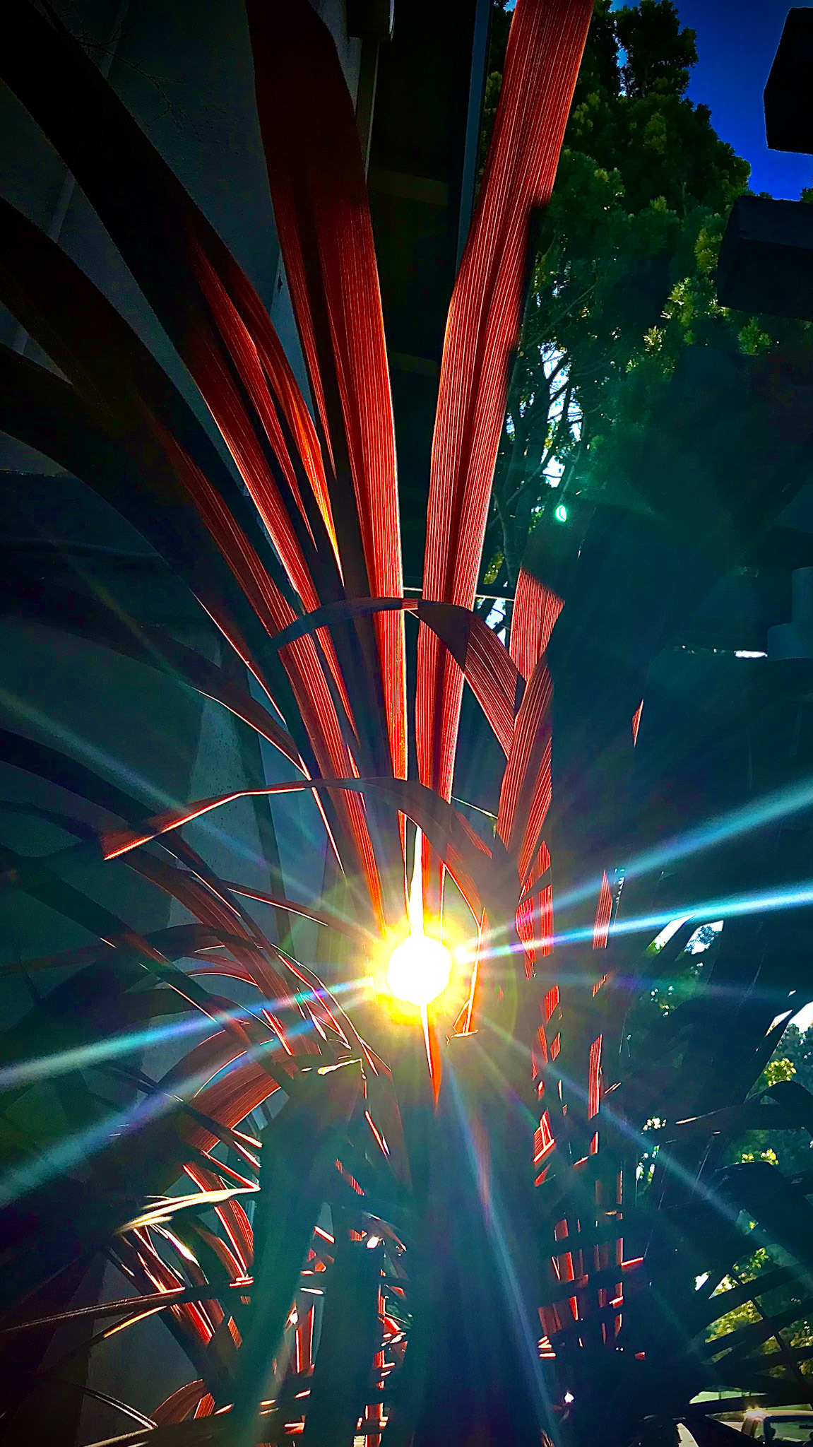 Sun Beam Passing In-between Plant Leaves