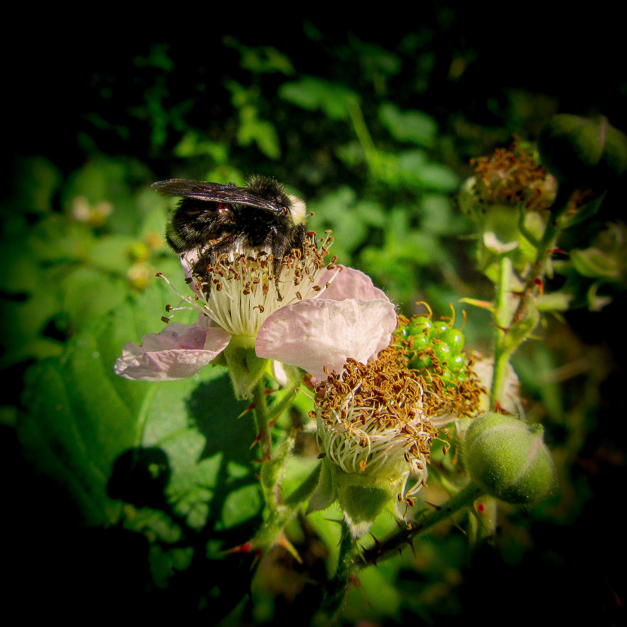 Bubble Bee on Berry Bloom - Stevens Creek Trail