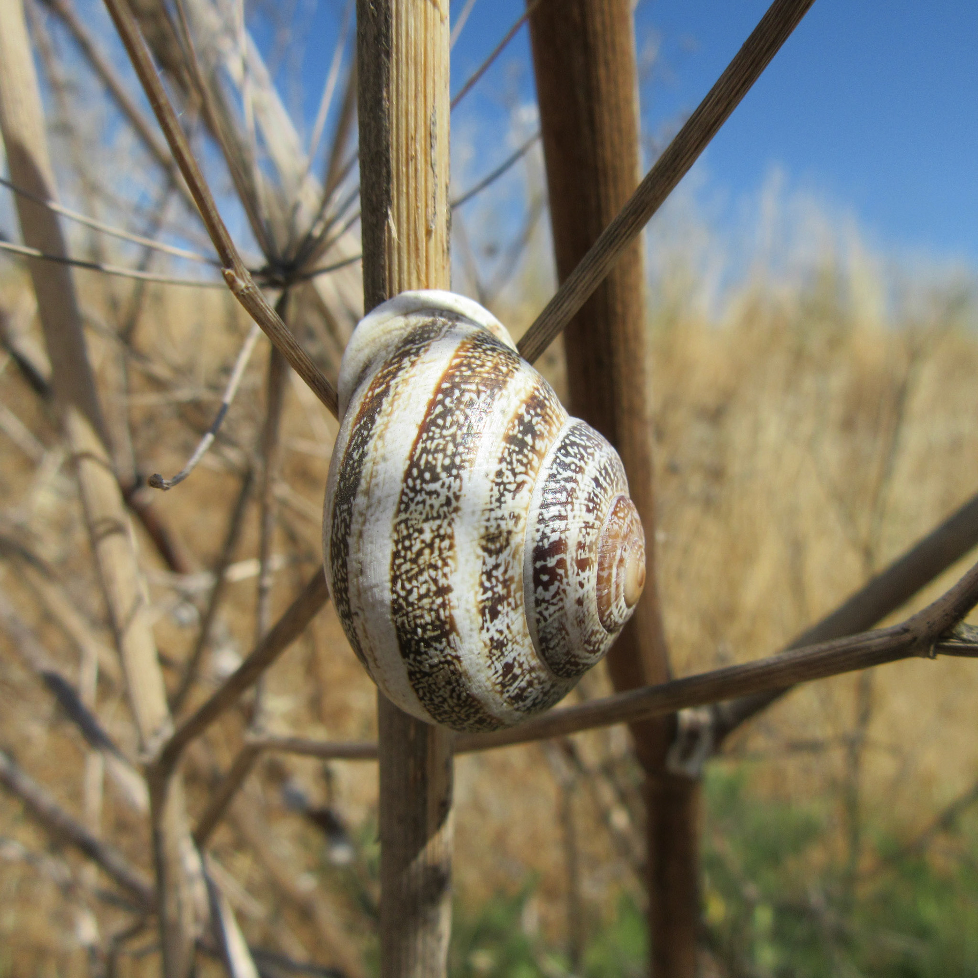 Snail On Plant Stem, Stevens Creek Trail, Mountain View, CA