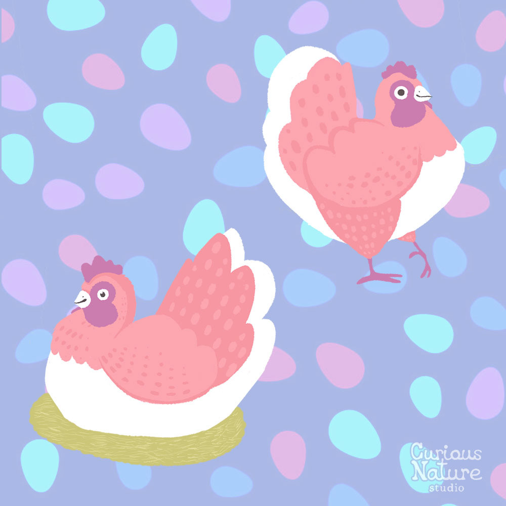 Chicken Coop