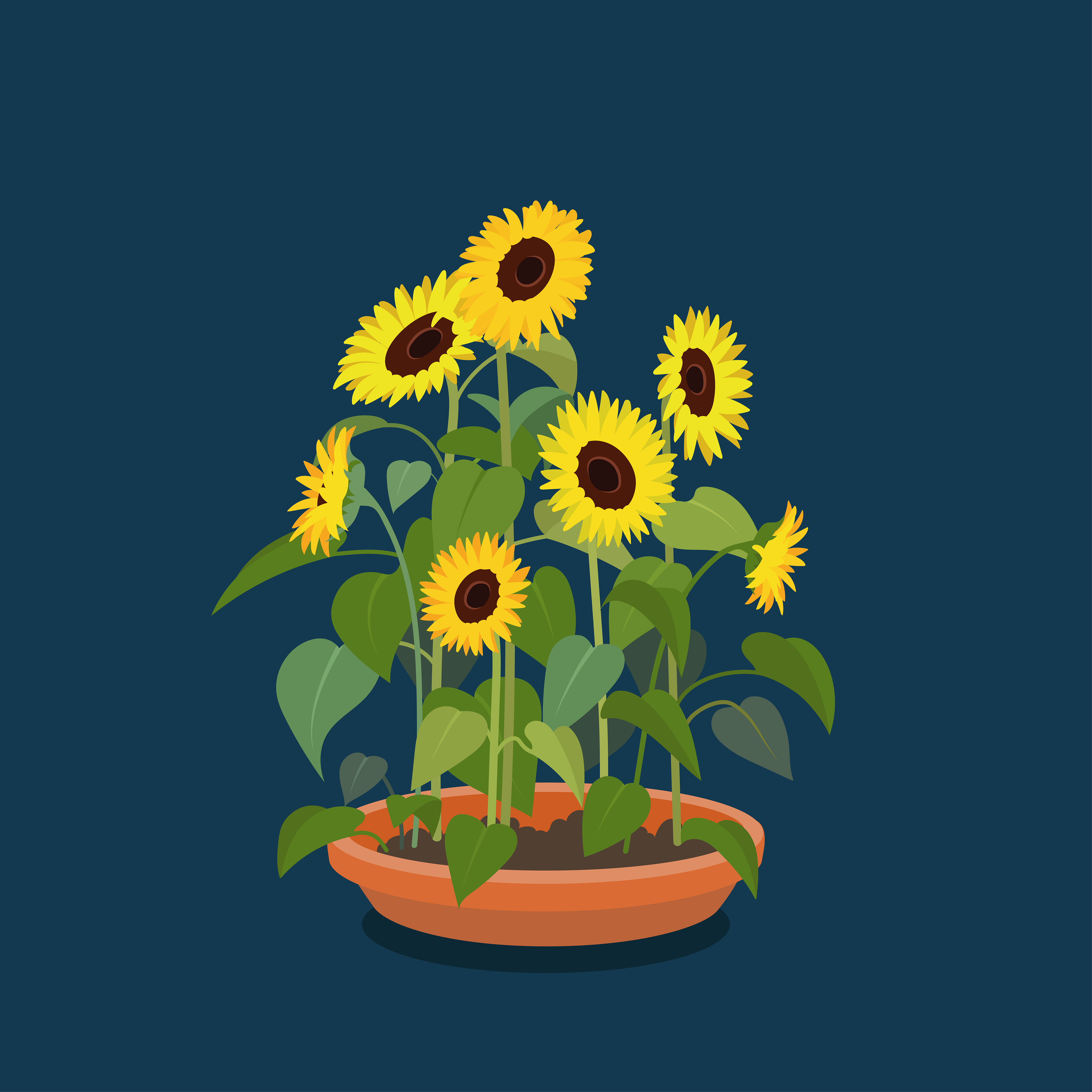 Sonnenblumen