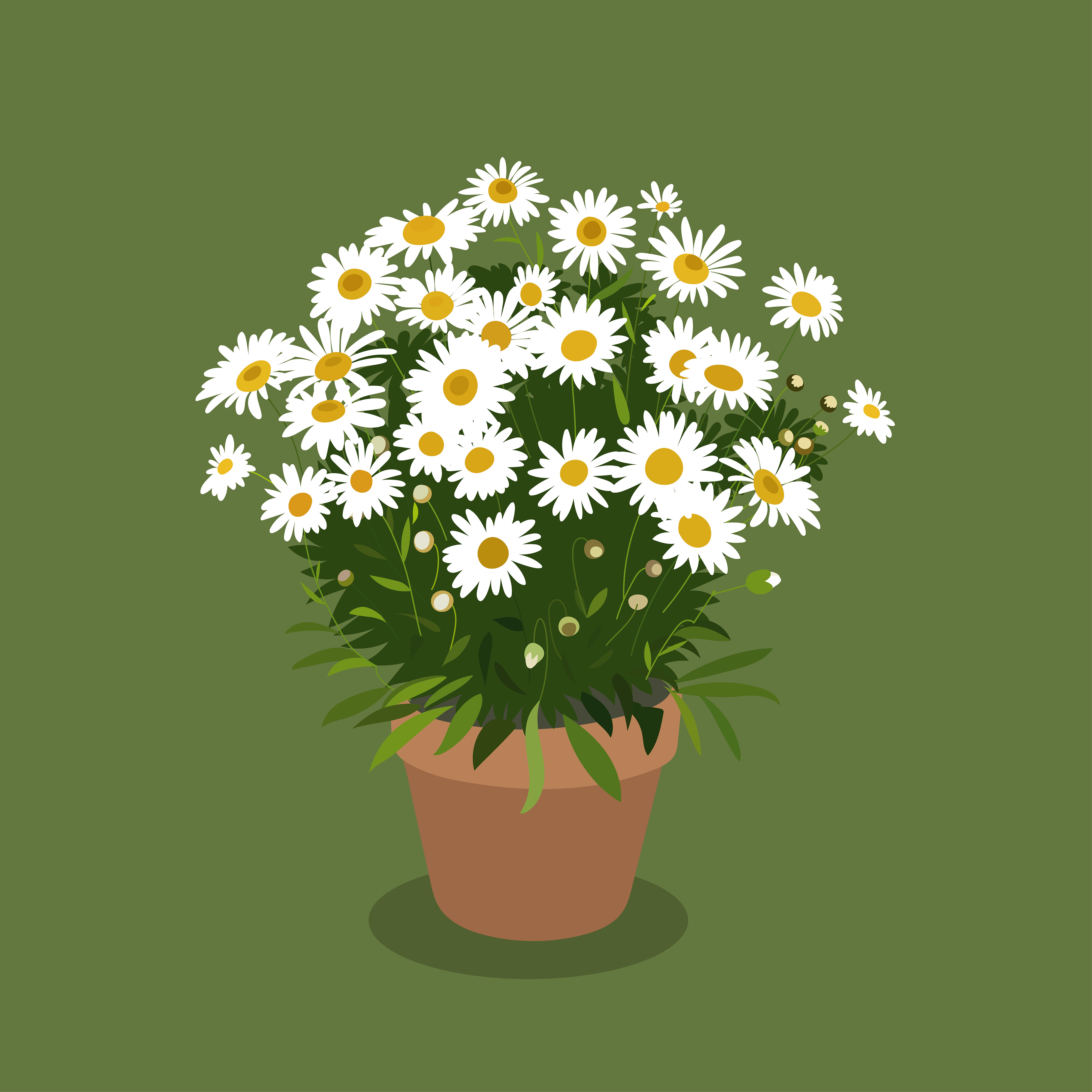 Margeriten
