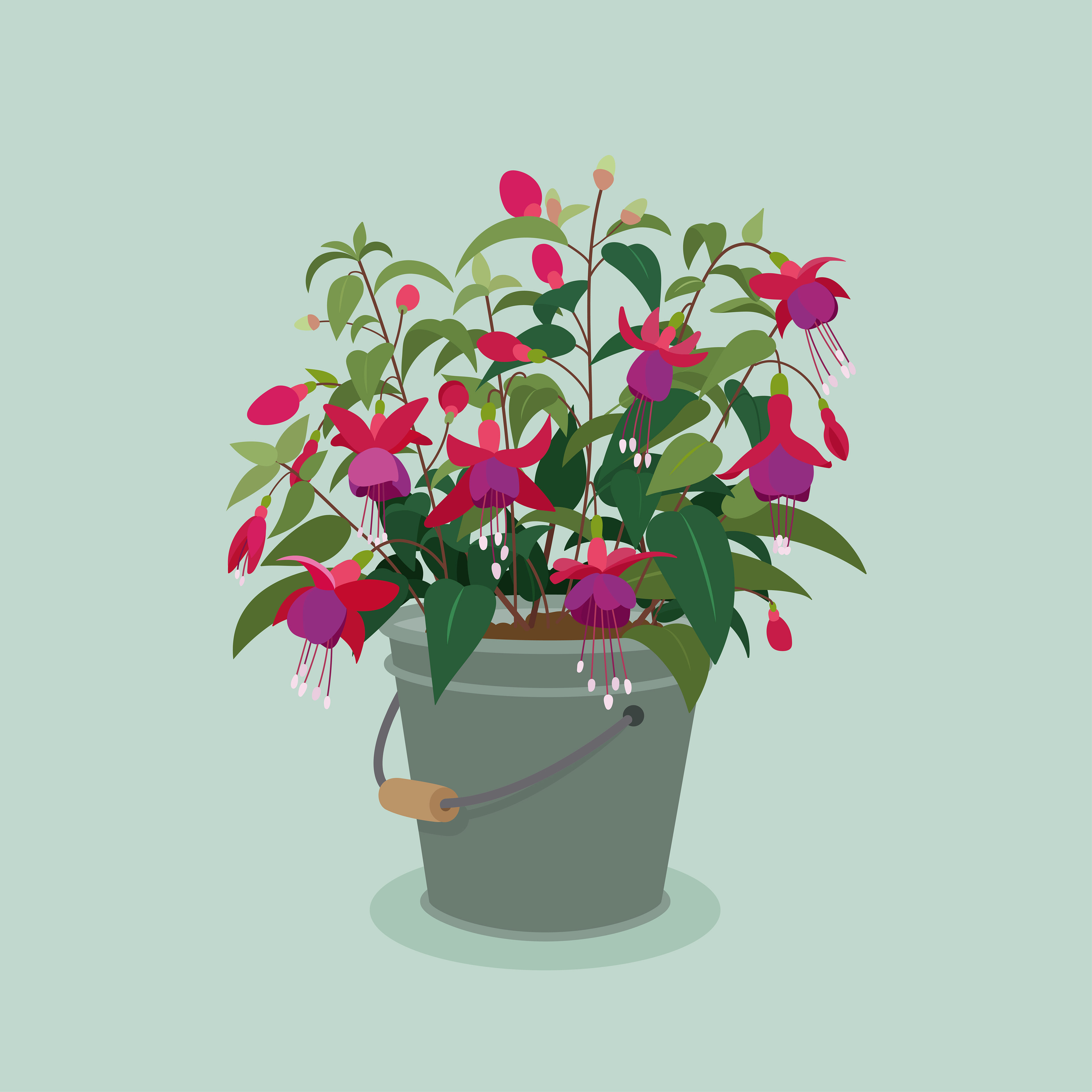 Fuchsie