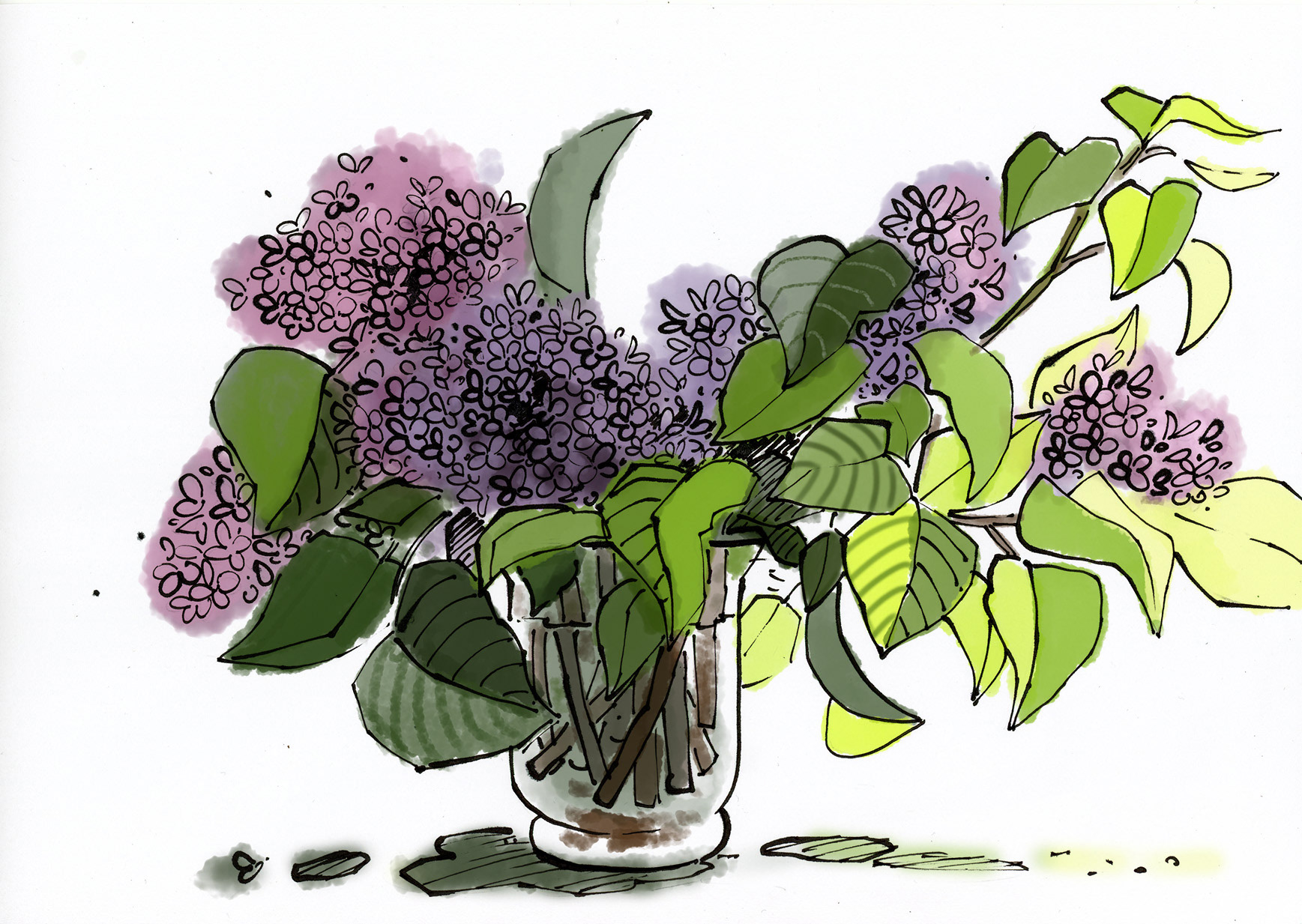 Flieder Tuschezeichnung