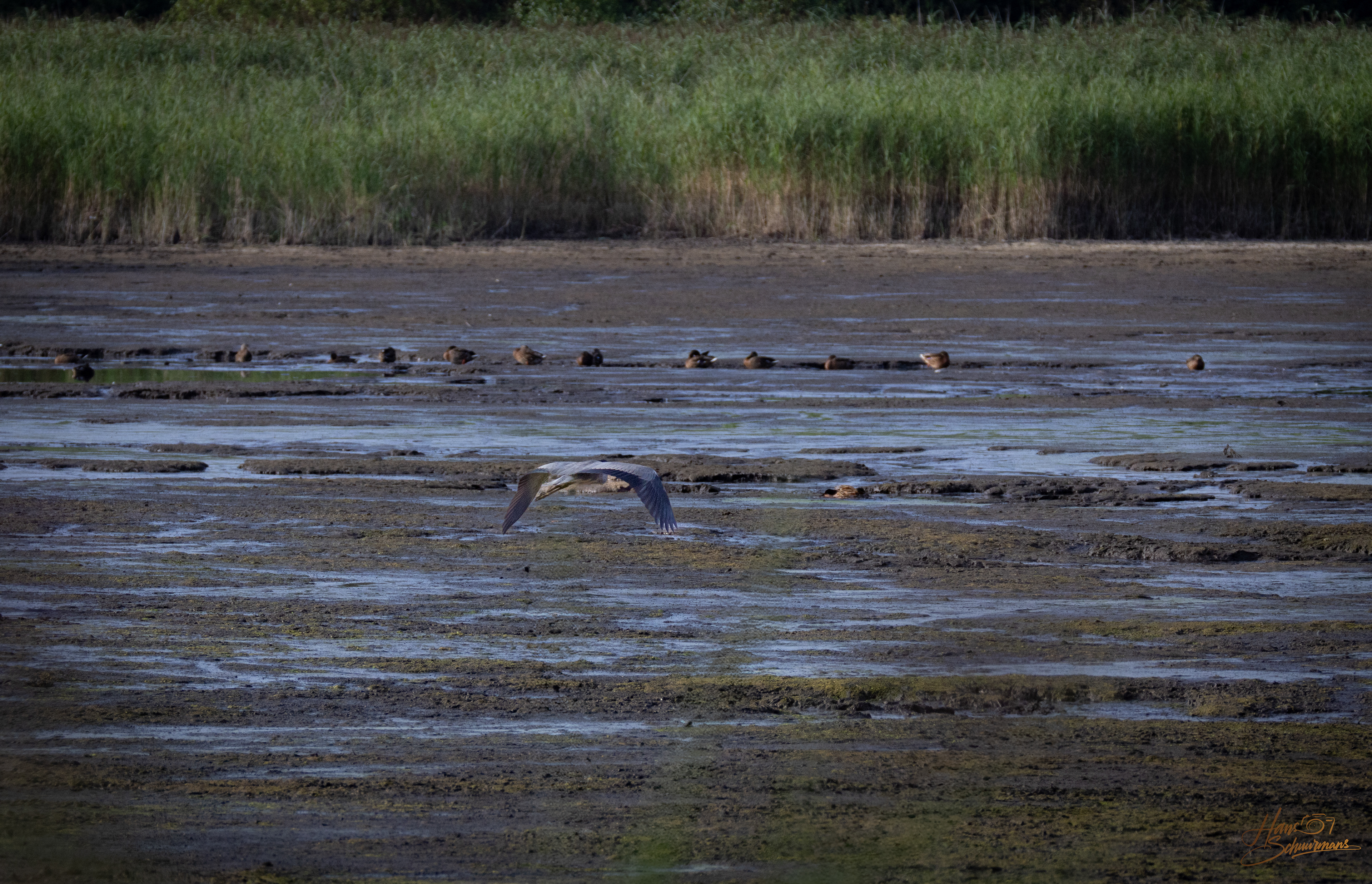 aug. 2024, dijfkreuk provincievijver