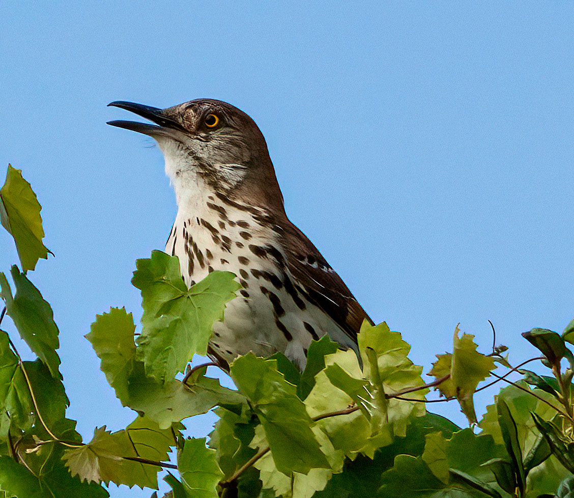 A Brown Thrasher sings from a tree top. (Manatee Lake State Park, FL)