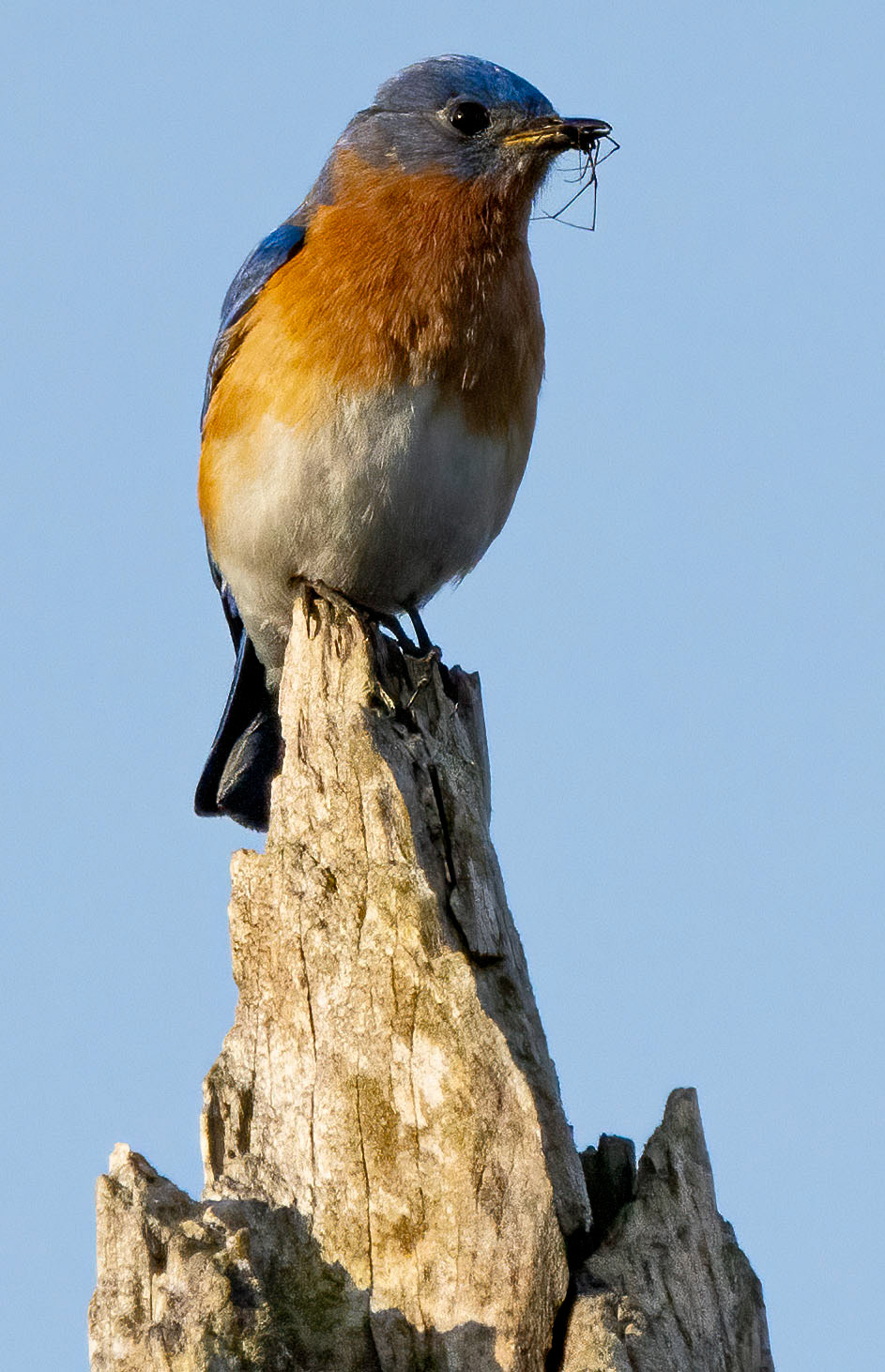 An Eastern Bluebird with a meal. (Alexandria, VA)