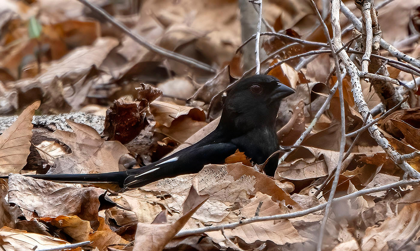 An Eastern Towhee forages on the forest floor. (Springfield, VA)
