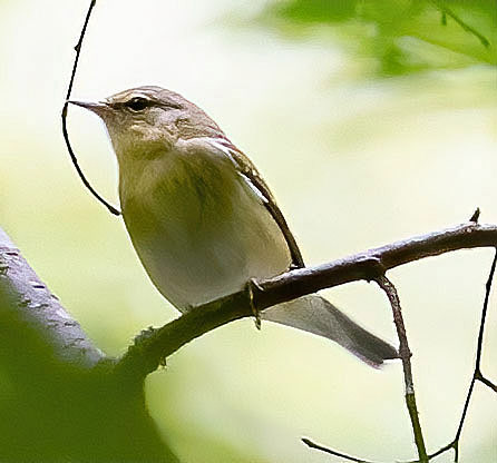 Tennessee Warbler (Lost River State Park, WV)