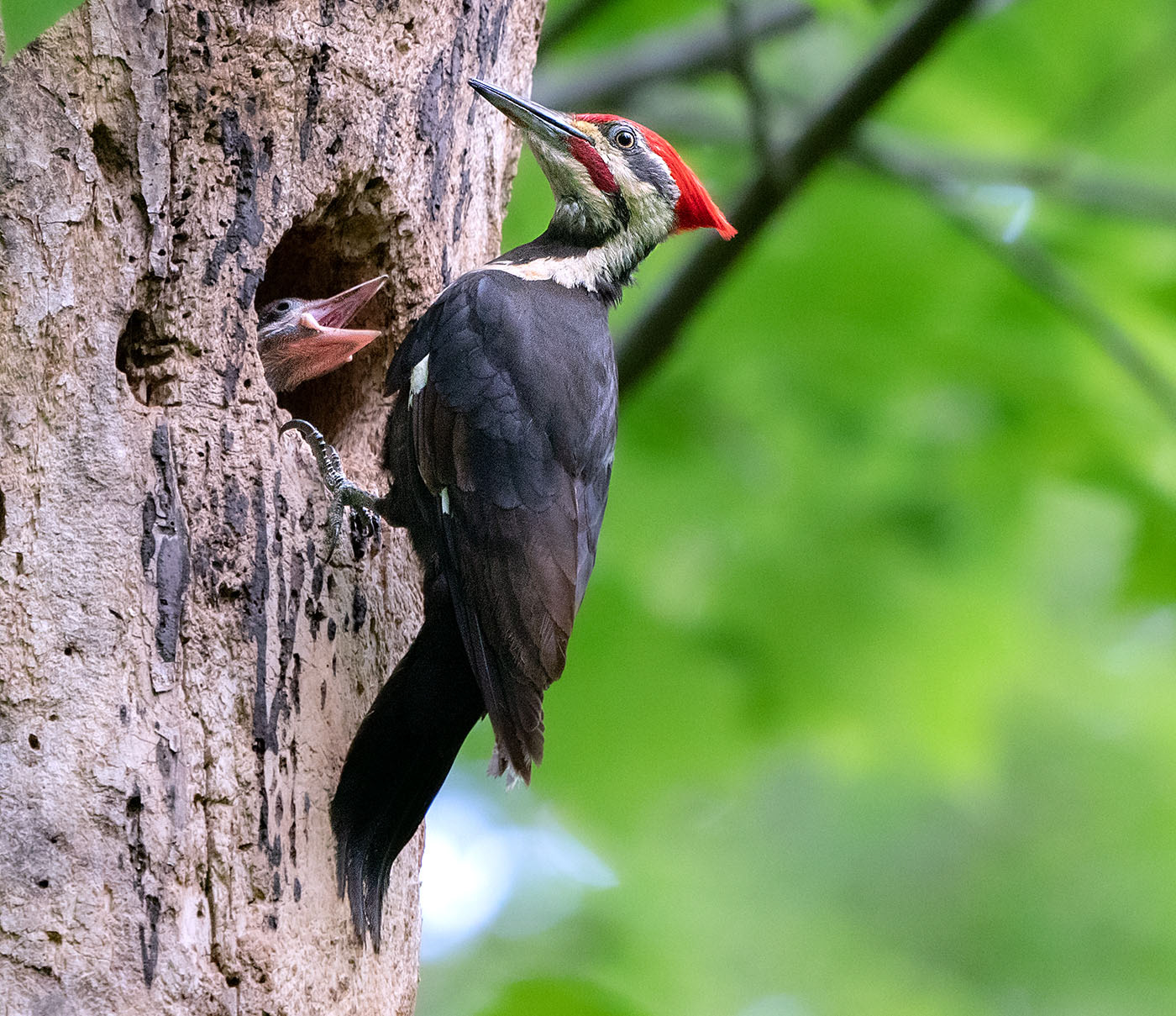 The first sighting of a chick.