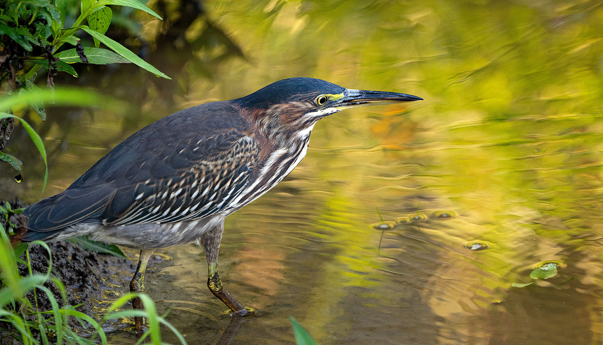 A Green Heron waits patiently for a meal to come within range. (Alexandria, VA)