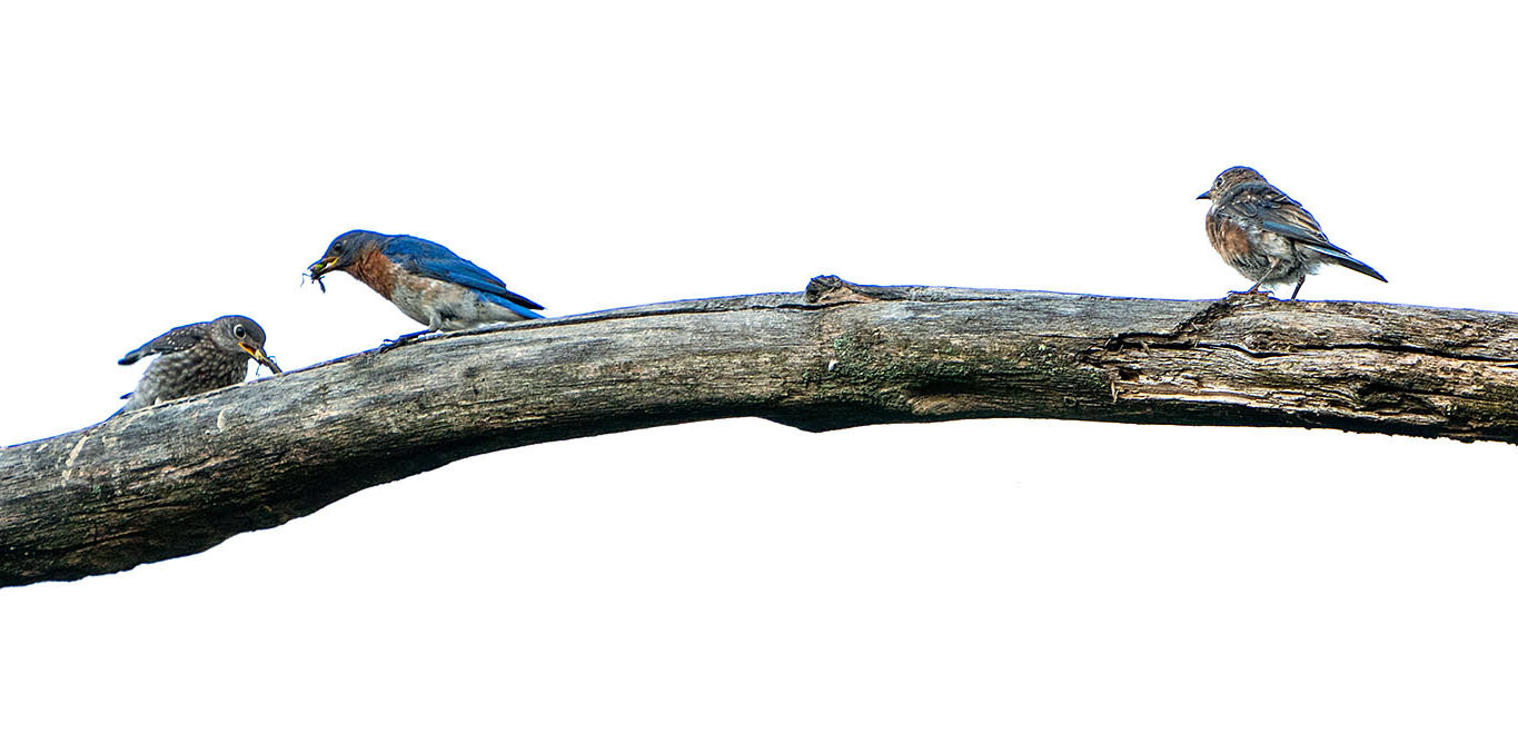 That awkward feeling when everyone is eating and you forgot your lunch money. Eastern Bluebirds (Alexandria, VA)
