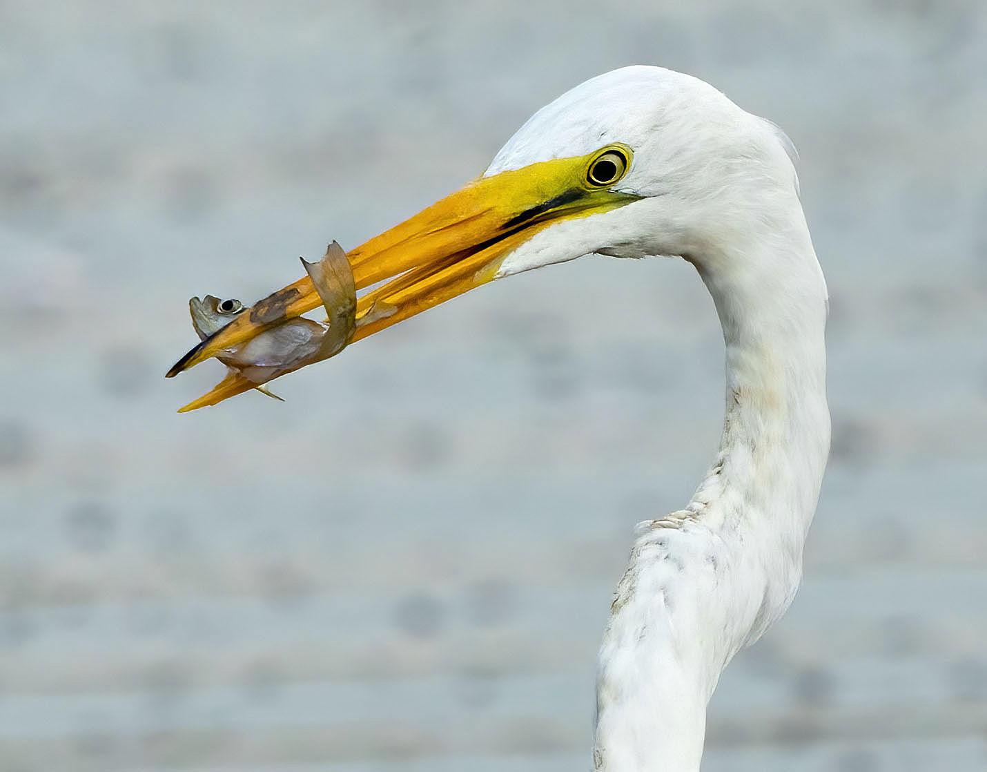 Great Egret and a minor meal. (Alexandria, VA)