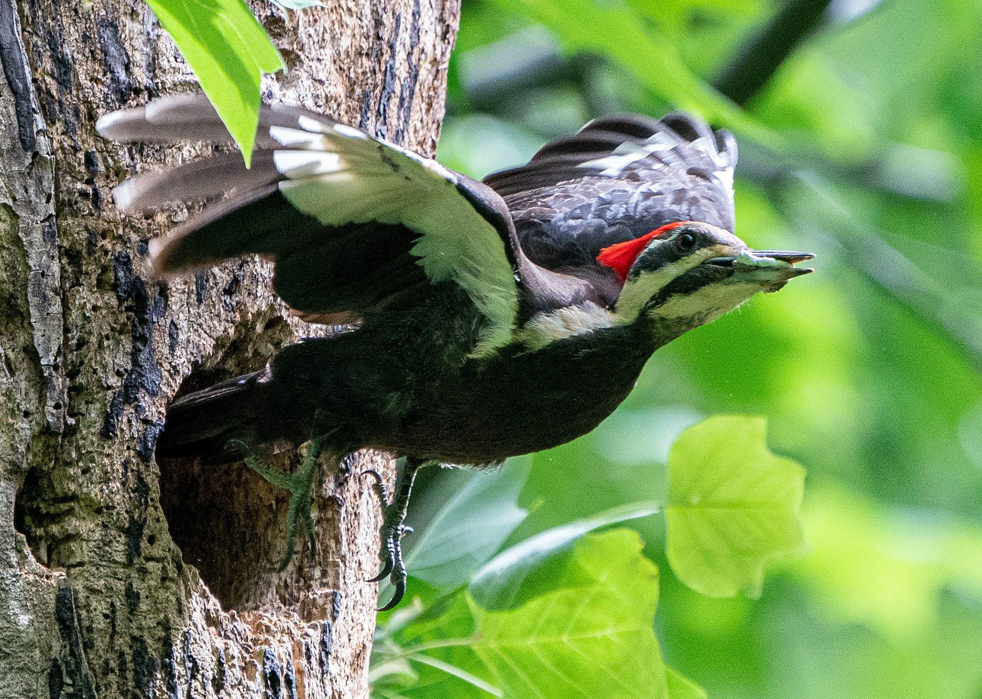 A hatchling is confirmed by the mother leaving the nest carrying a fecal sac for disposal.