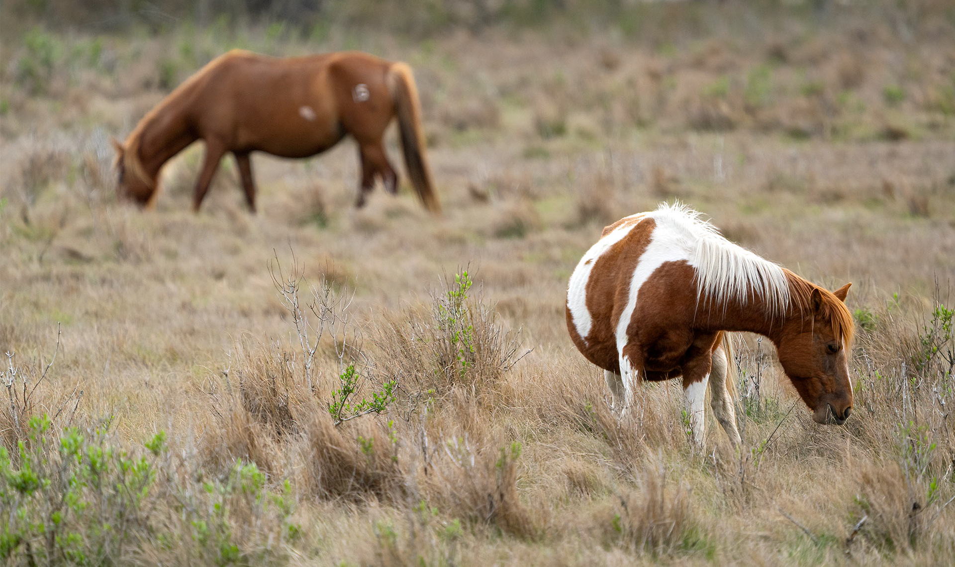 Wild ponies graze around the marshes of Assateague Island. (Chincoteague National Wildlife Refuge, VA)