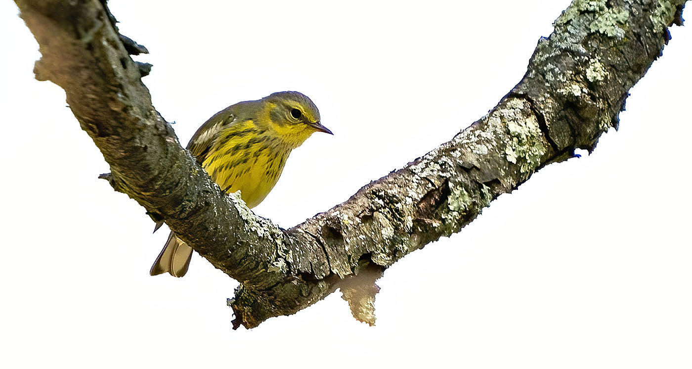 Cape May Warbler (Lost River State Park, WV)