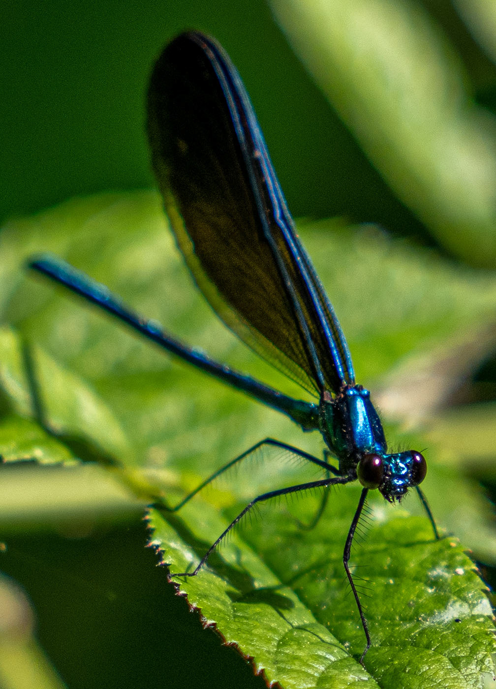 A male Ebony Jewelwing Damselfly. (Springfield, VA)