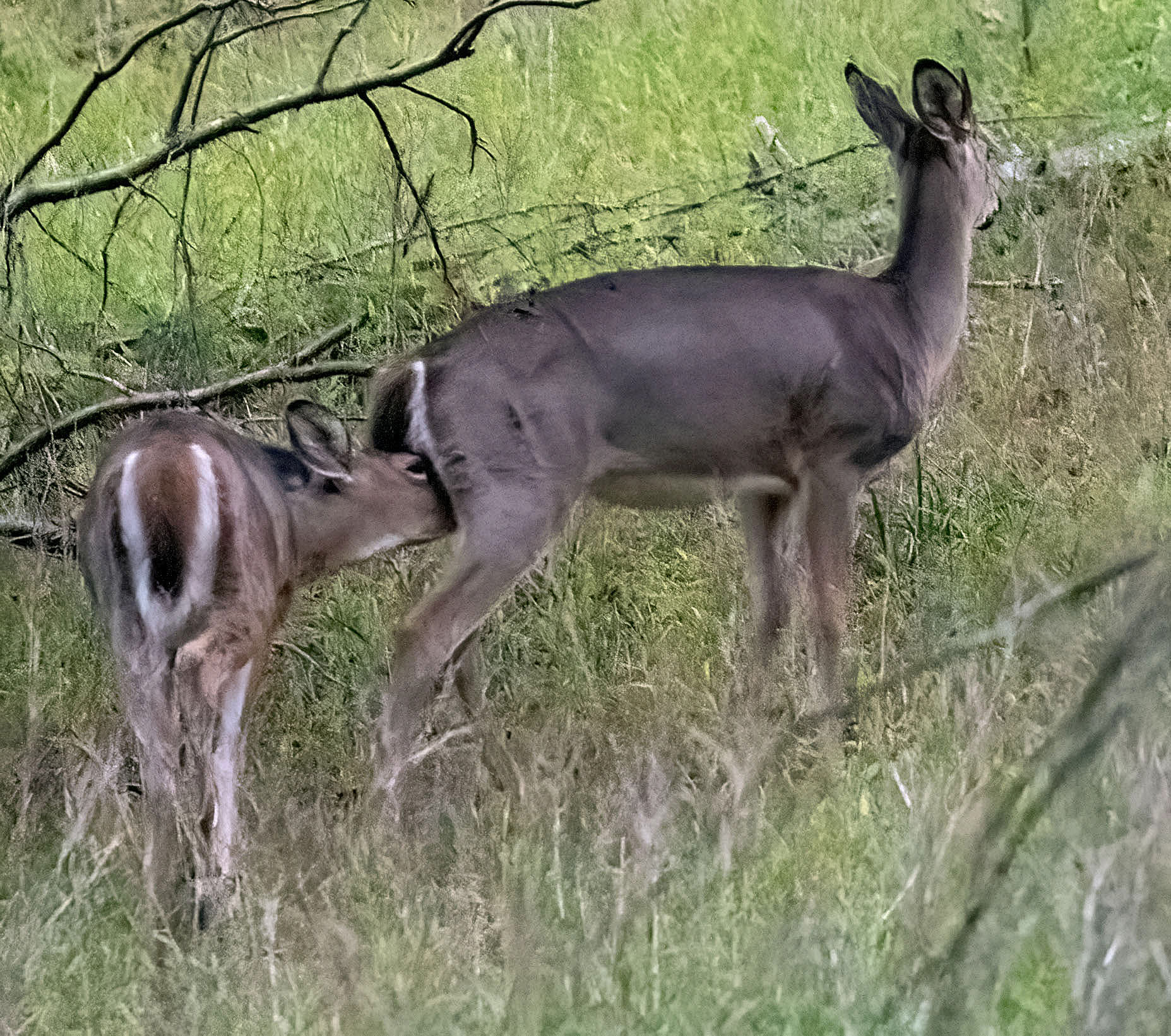 Check out the little spikes on the doe that's nursing a fawn. (Lost River State Park, WV)