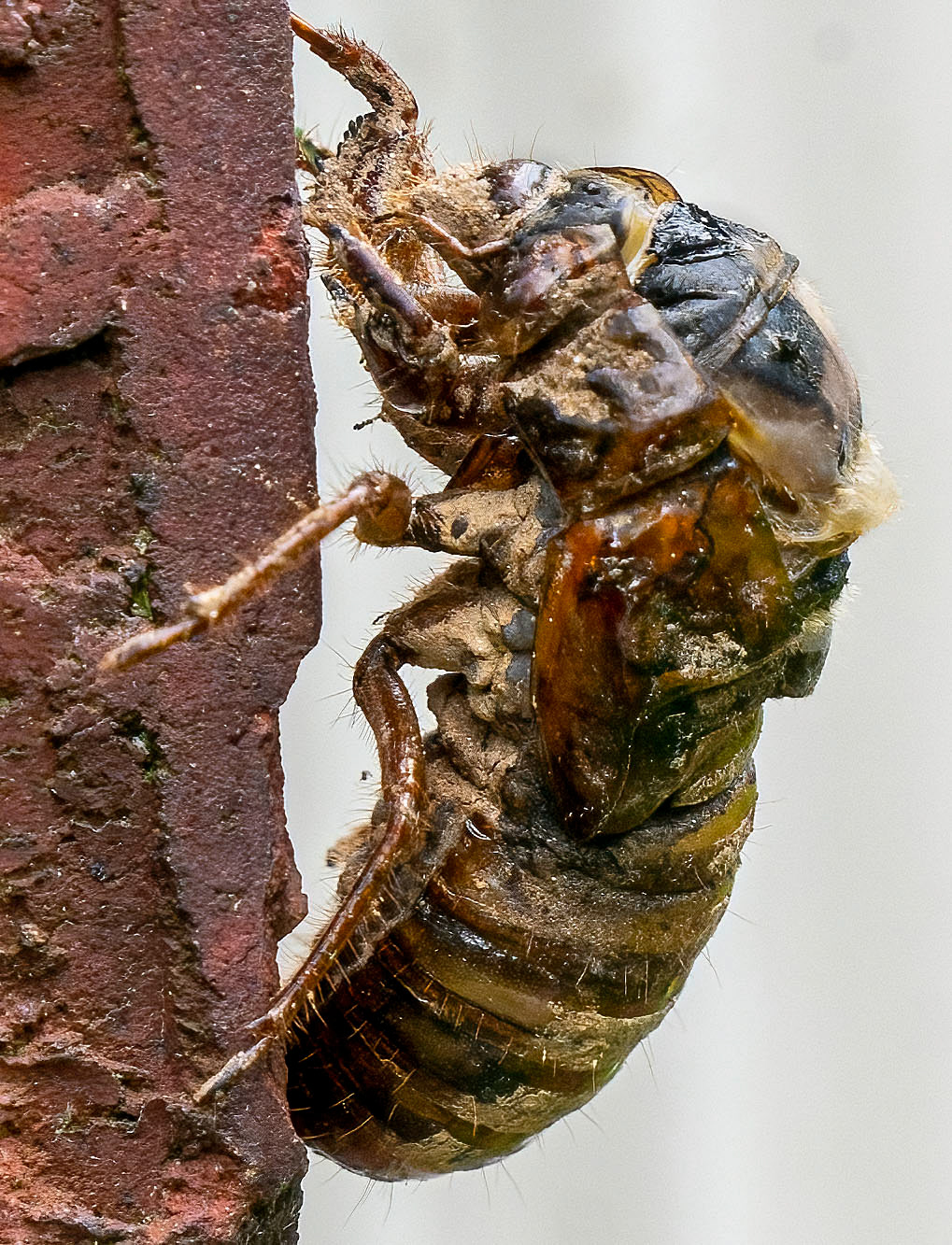 This guy never made adulthood. You can see the fungus that nearly covers its body. It has barely started the process of molting and is just barely emerging at the back of the head, but is already dead or near death here.