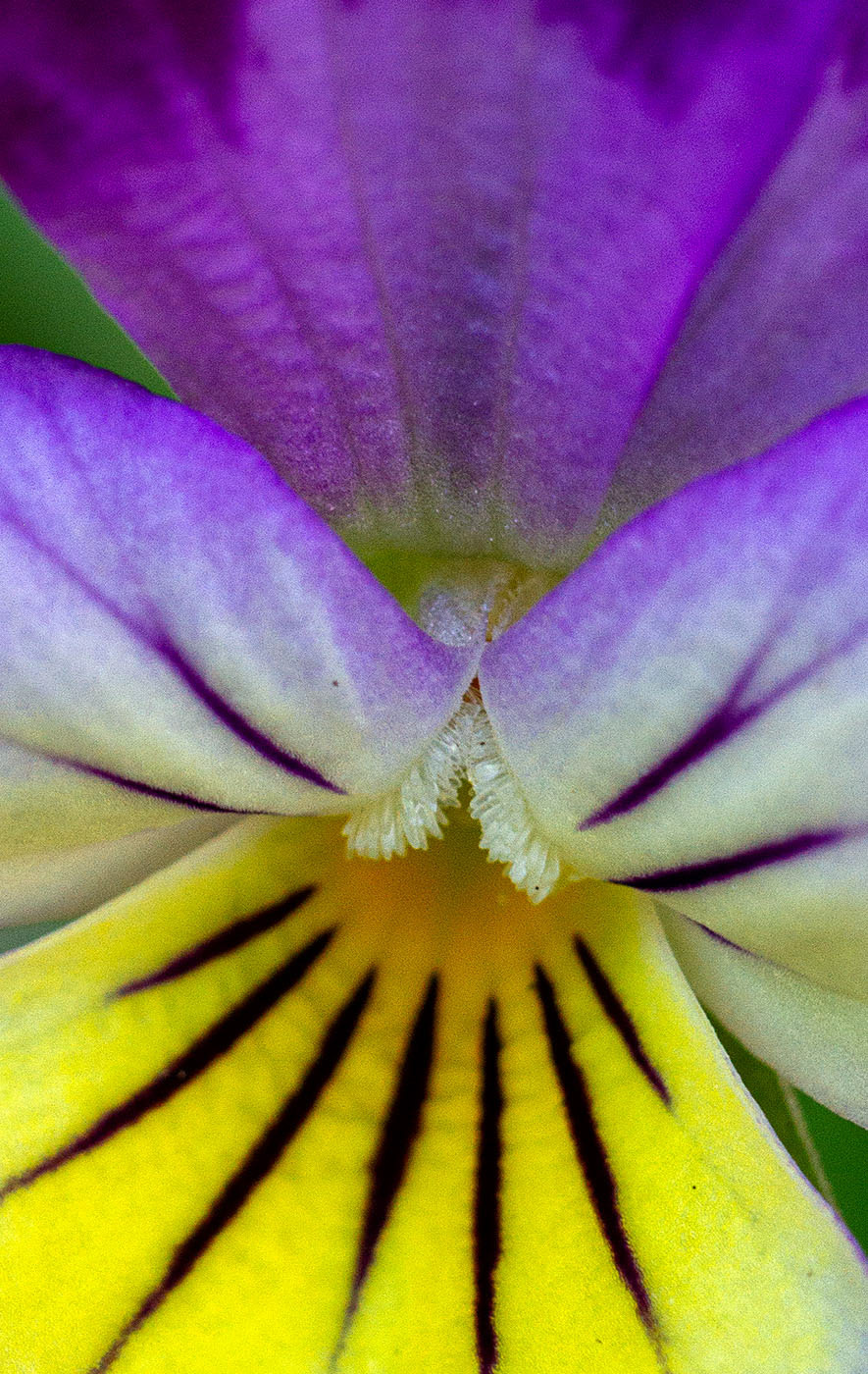 A wild pansy, also called a Johnny Jump Up. (Springfield, VA)