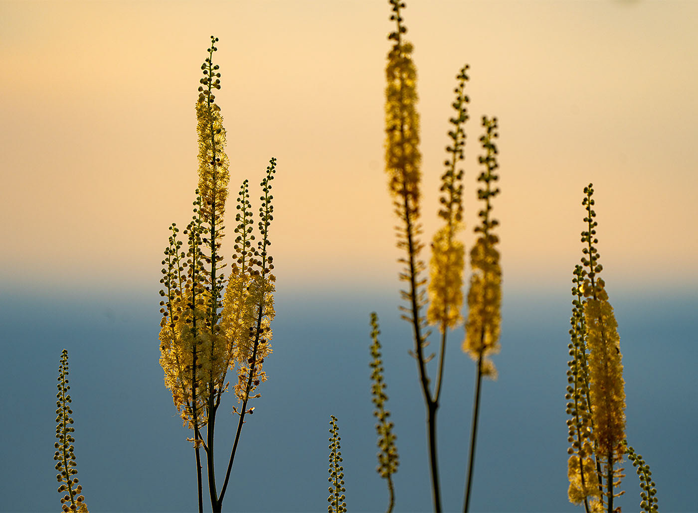 Black Cohosh against a dusk sky. (Shenandoah National Park, VA)