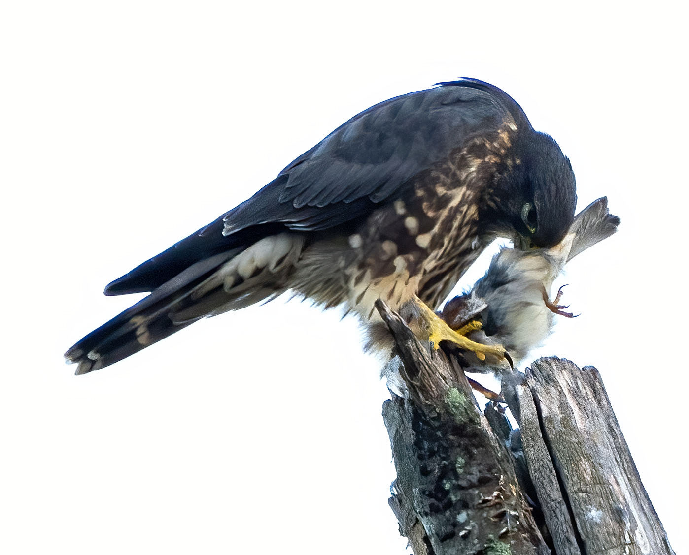 The merlin positions its meal for cleaning.