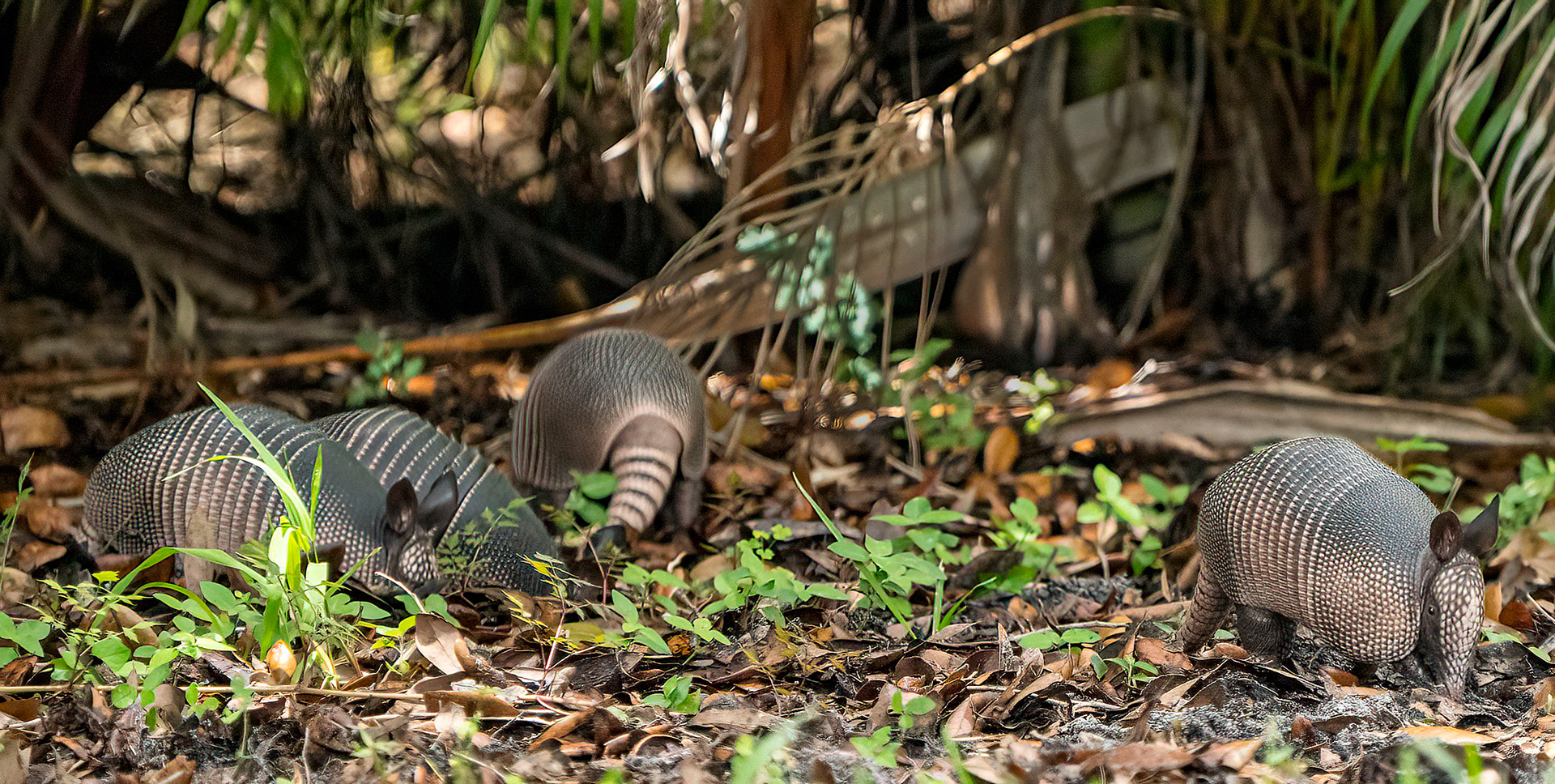 Sibling armadillos forage for a meal. (Bradenton, FL)