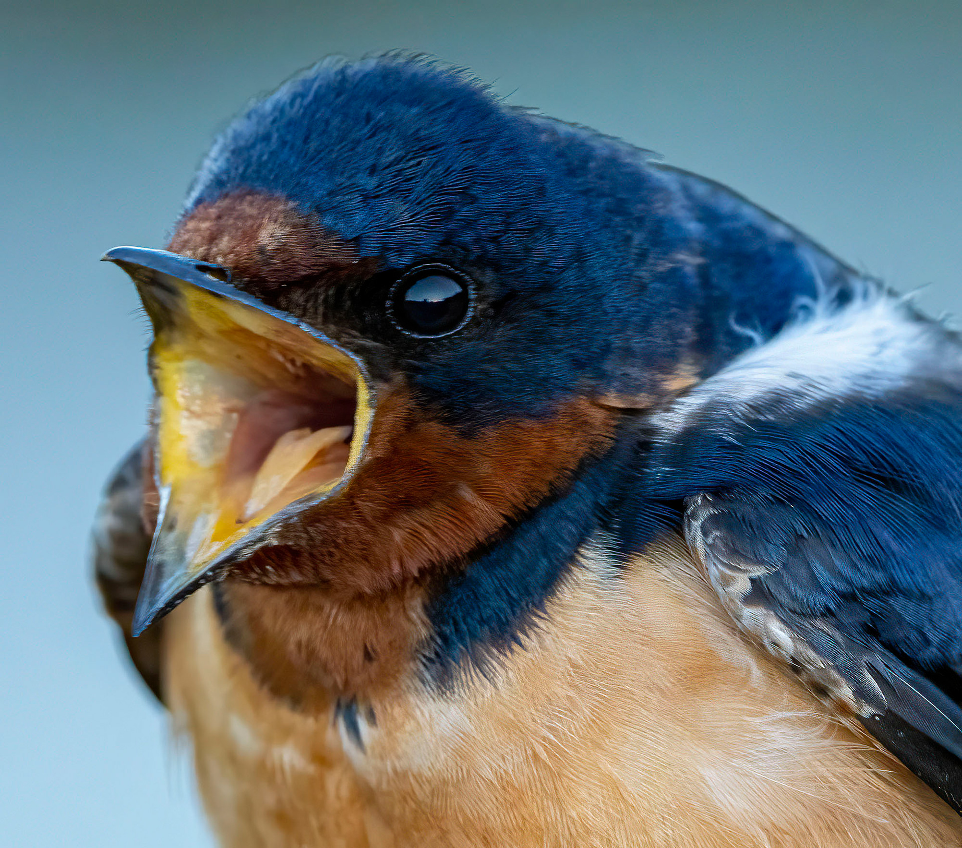 A Barn Swallow fledgling calls for a meal. (Alexandria, VA)