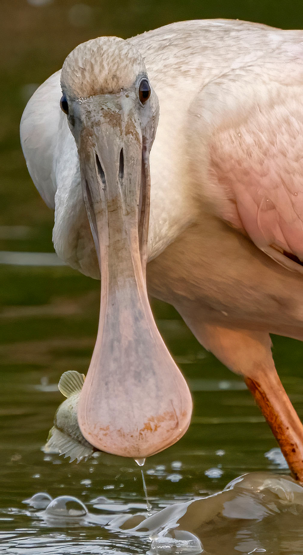 This spoonbill comes up with a nice fish but eventually tossed it aside as it is bigger than what they prefer to eat.