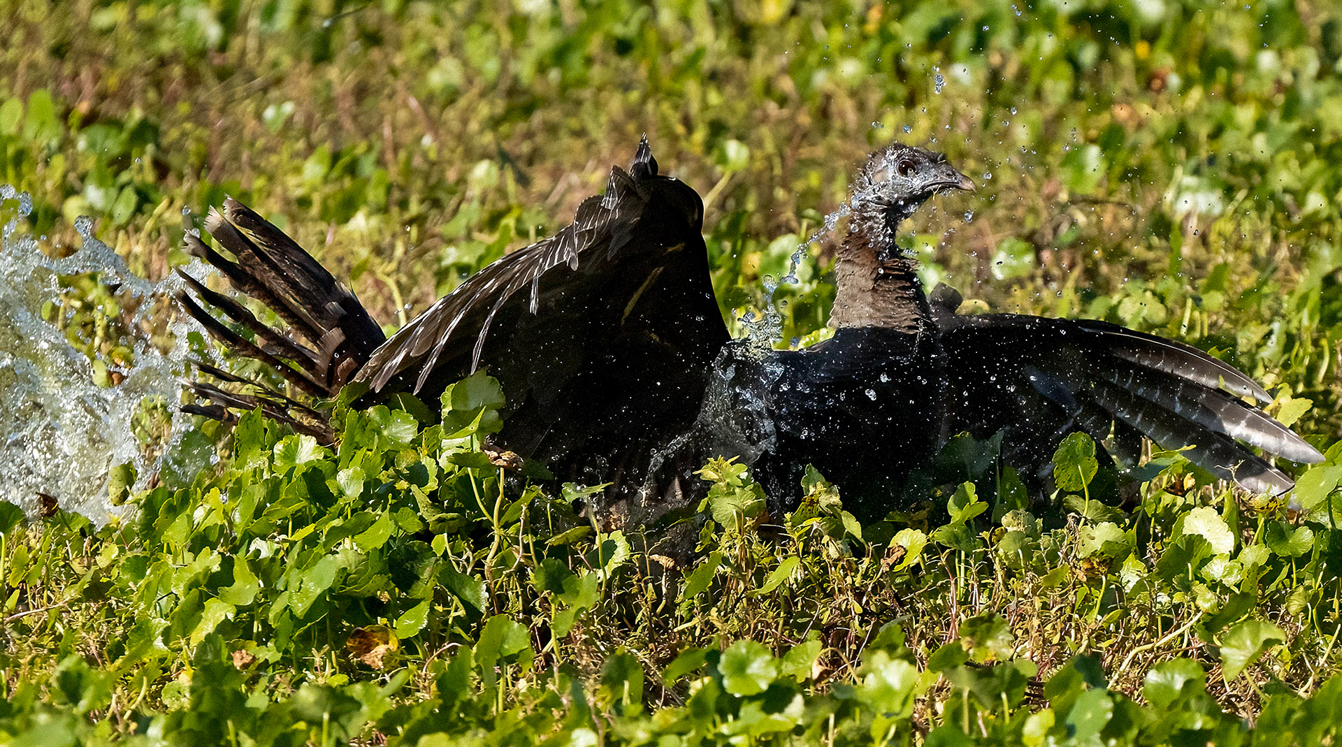 A Wild Turkey makes a controlled crash landing in a marsh. (Bradenton, FL)