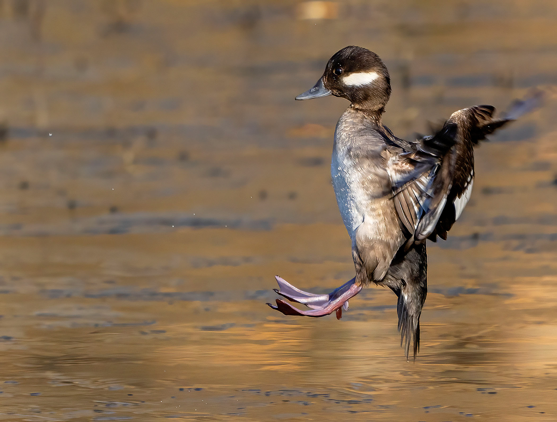 A Bufflehead hen comes in for a landing. (Alexandria, VA)