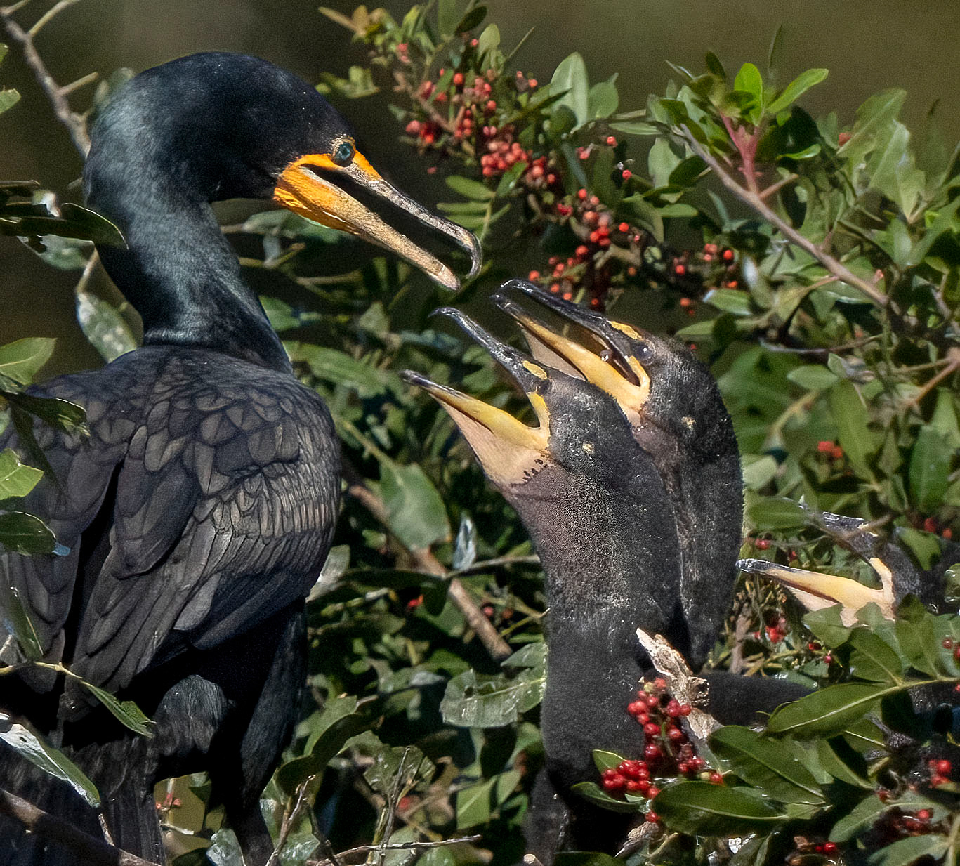 A Double-crested Comorant chooses the lucky recipient of a fresh lunch. (Venice, FL)