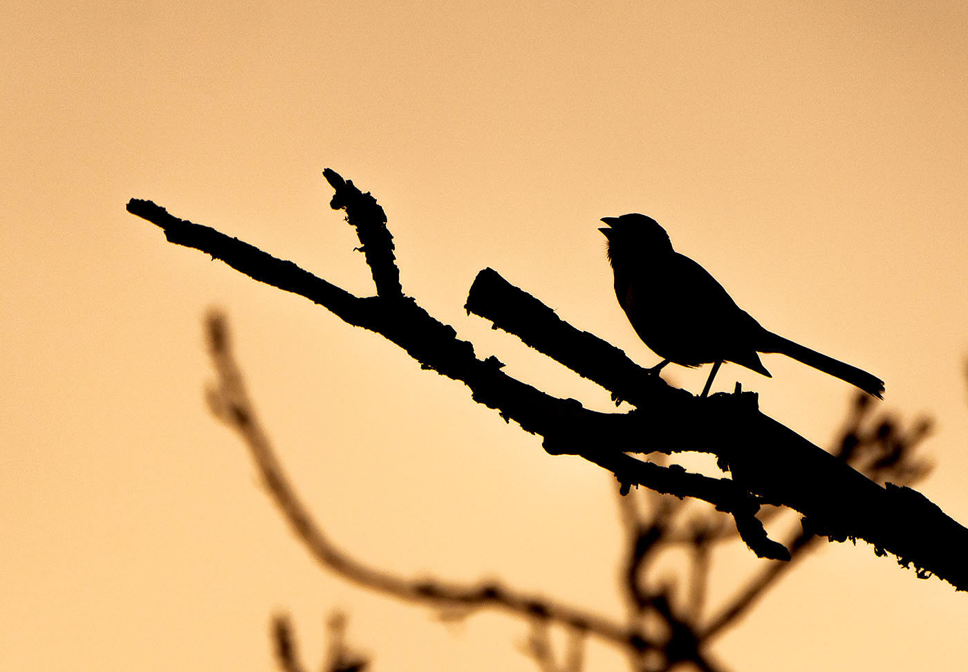 An Eastern Towhee sings in the sunset. (Shenandoah National Park, VA)