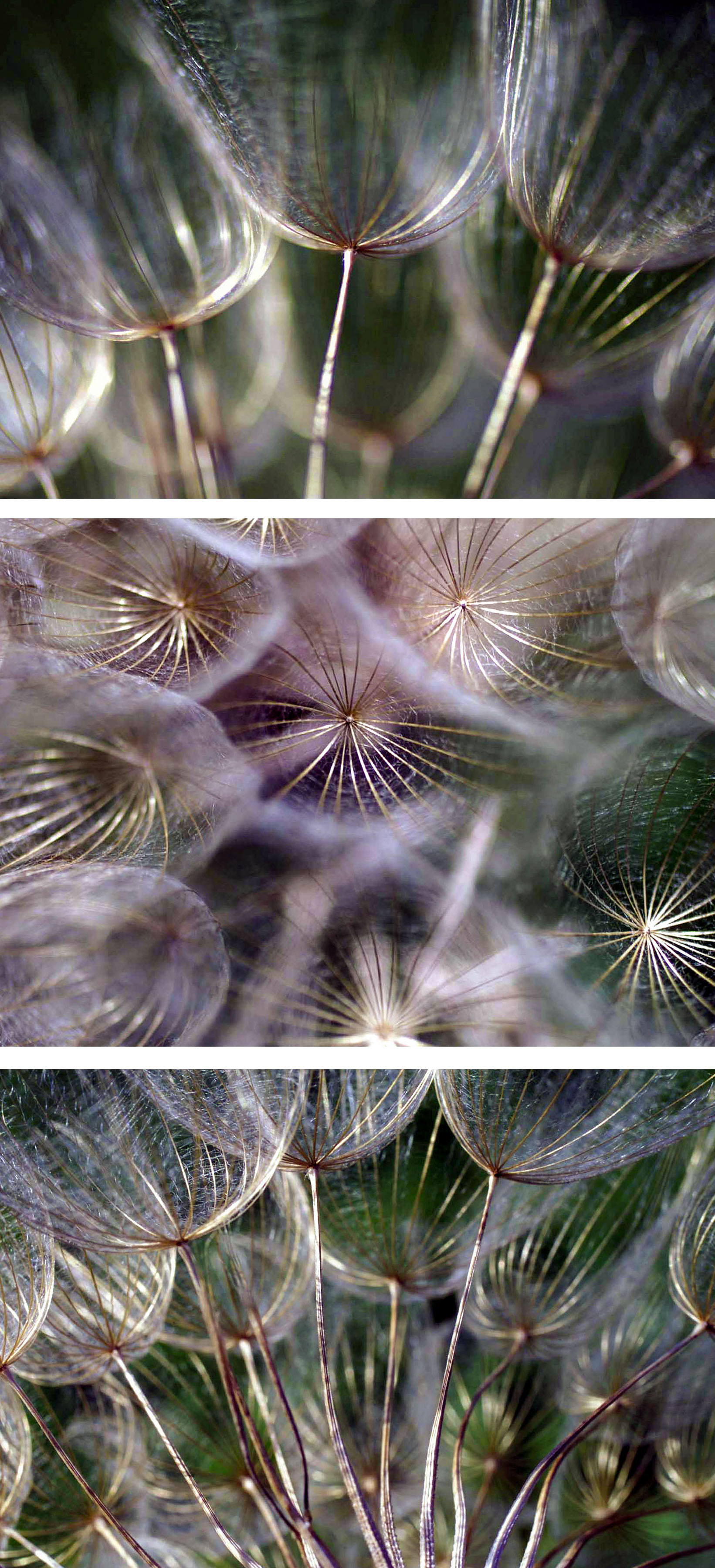 A very close-up view of a dandelion puff showing pappuses and attached filaments. (New Baltimore, VA)