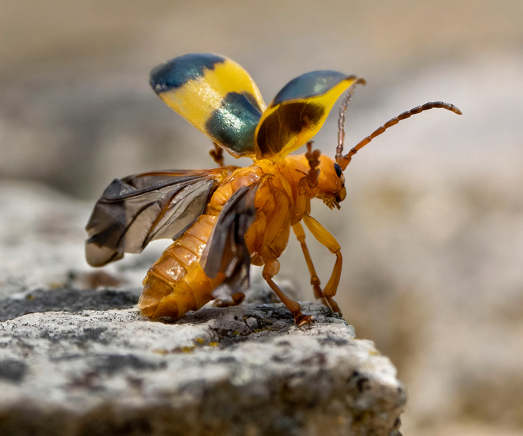 A Larger Elm Leaf Beetle commences take-off. (Shenandoah National Park, VA)