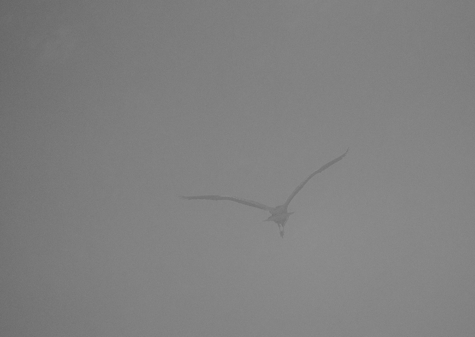 A Great Blue Heron disappears as it flies off into the fog...