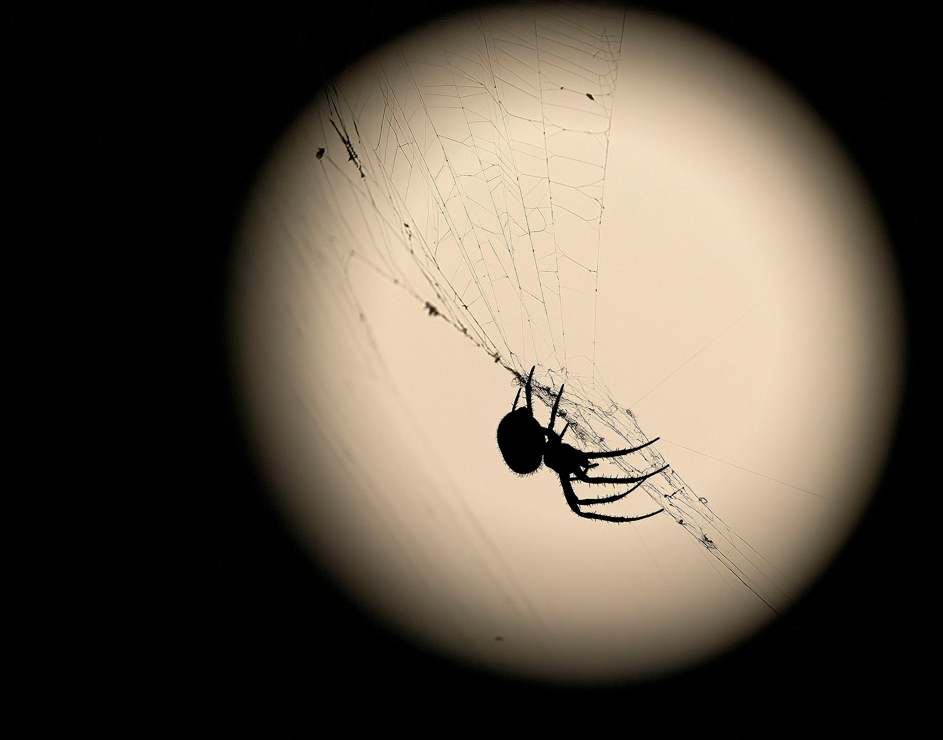 A Spotted Orb Weaver spider is silhouetted against a full moon. (Springfield, VA)