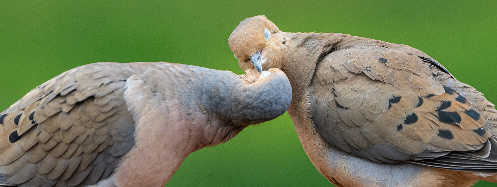 Lovey dovey. Mourning Dove (Springfield, VA)