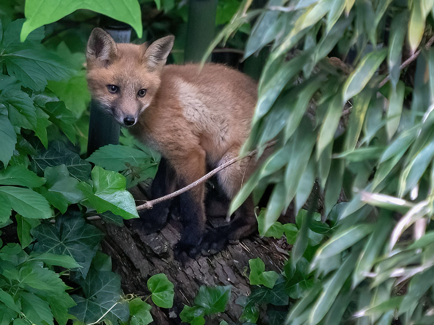 A Red Fox kit learns from its mother, out of the photo, how to hunt birds. The mother was unsuccessful on this lesson. (Springfield, VA)