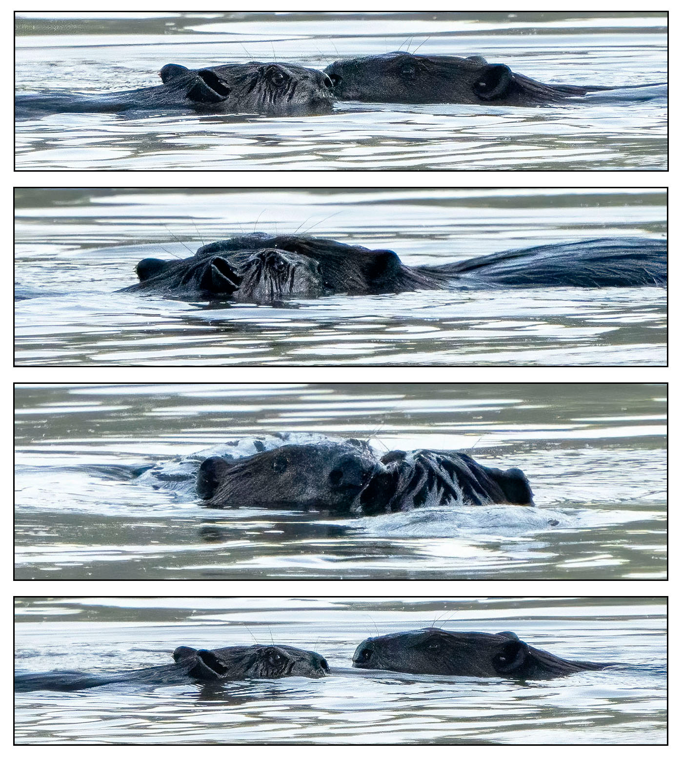 First rate romance, low rent rendezvous, beaver style. While dawn still cast its long shadows across the pond, they came together. First nose to nose, then cheek to cheek. While cheek to cheek they execute a slow, 720 degree spin, reminiscent of the June Taylor Dancers. Then, as suddenly and awkwardly as it began, they drifted apart and swam off separately, leaving nothing behind but a lone witness to wonder aloud, “Wtf?!” Yes friends, the mysteries of beaver love are confounding. (Alexandria, VA)