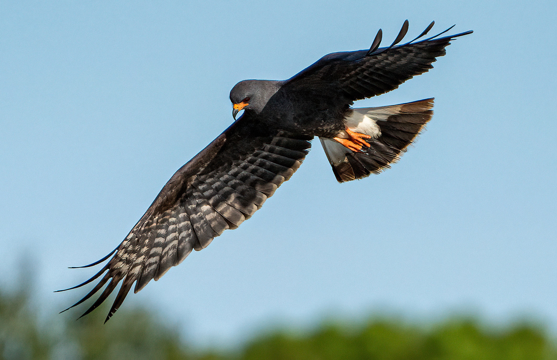 A Snail Kite on the lookout. (Harms Marsh Preserve, Ft. Myers, FL)