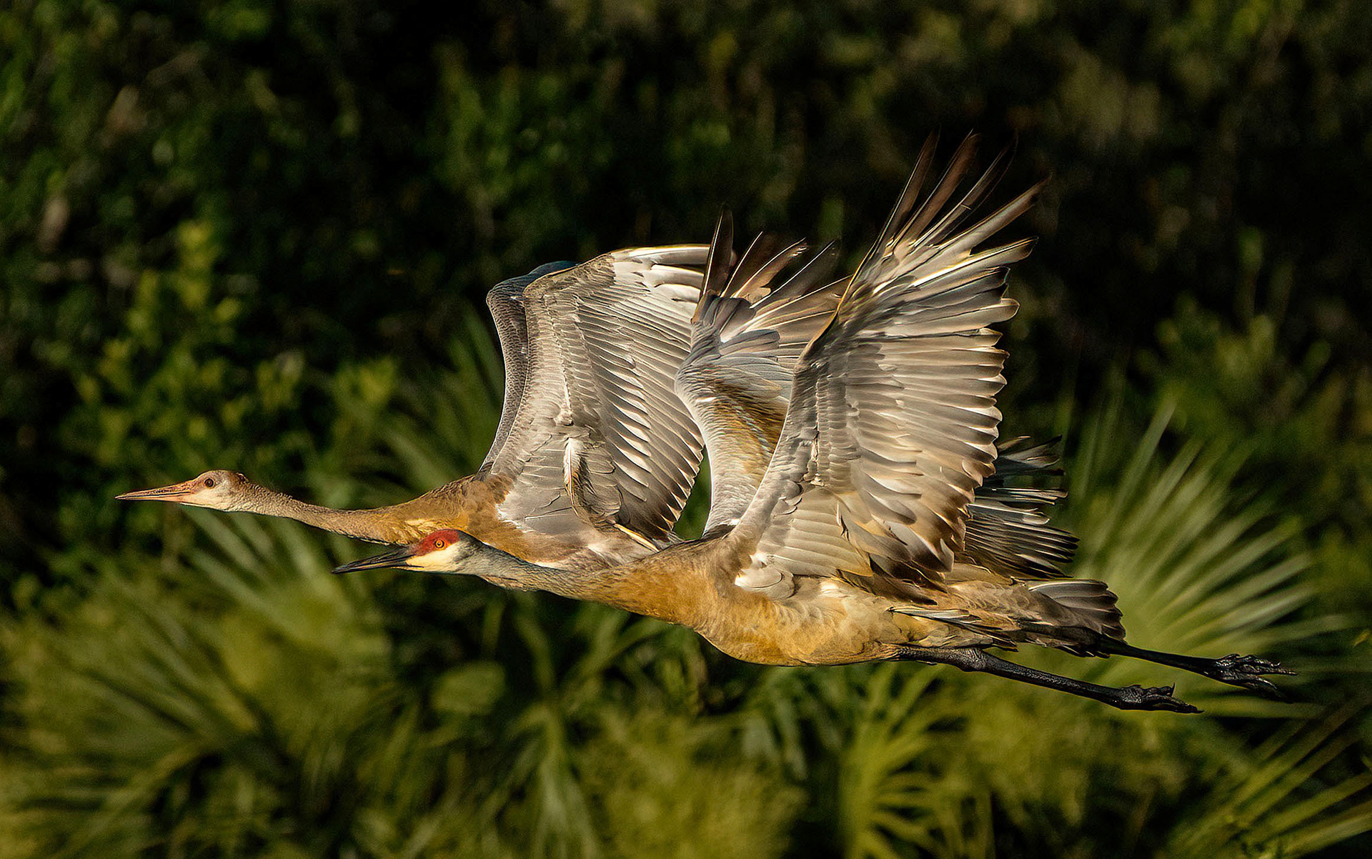A young Sandhill Crane leads its parents in flight over a marsh pond. (Fort Myers, FL)