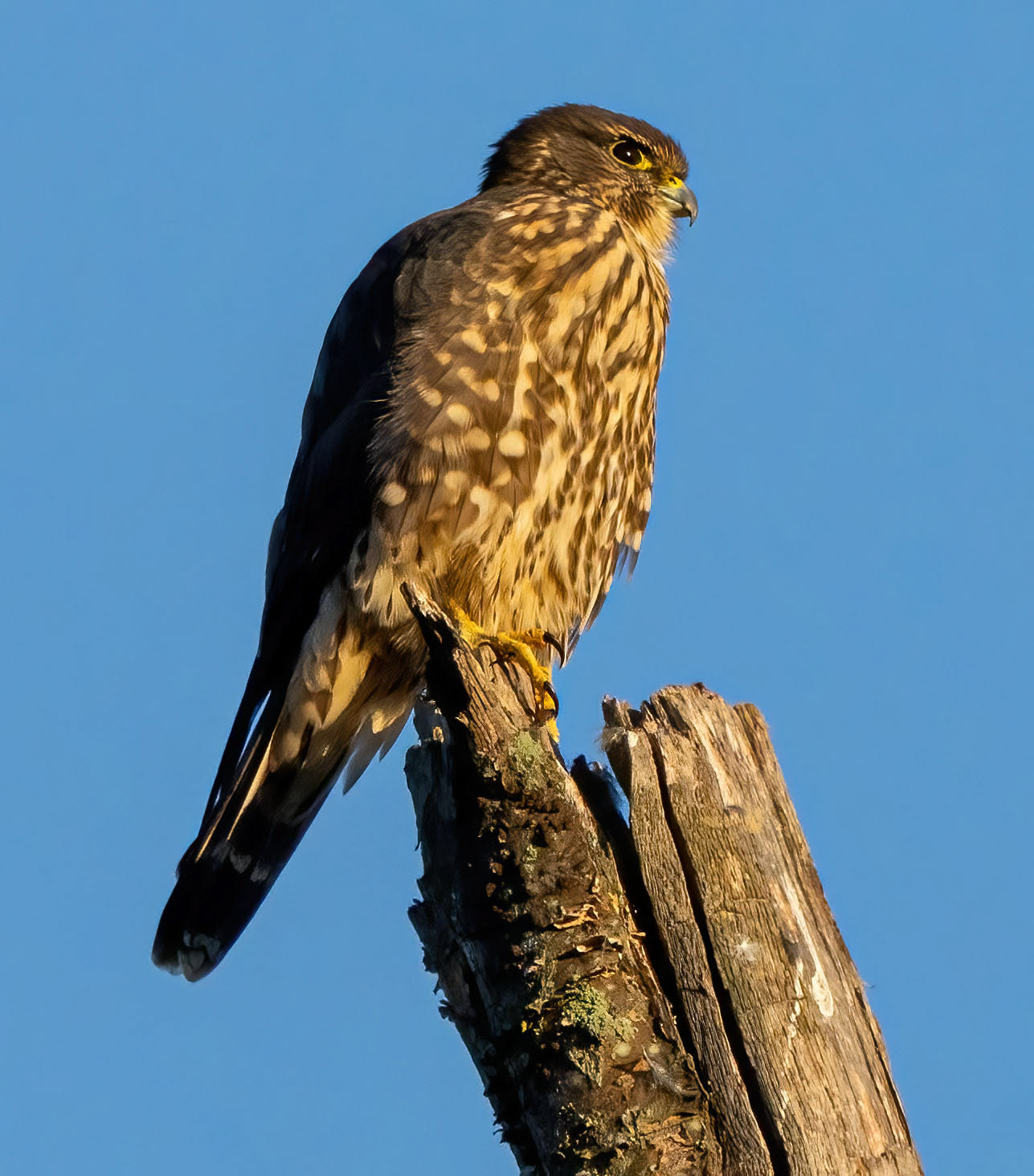 A Merlin takes in the early morning sun. (Alexandria, VA)