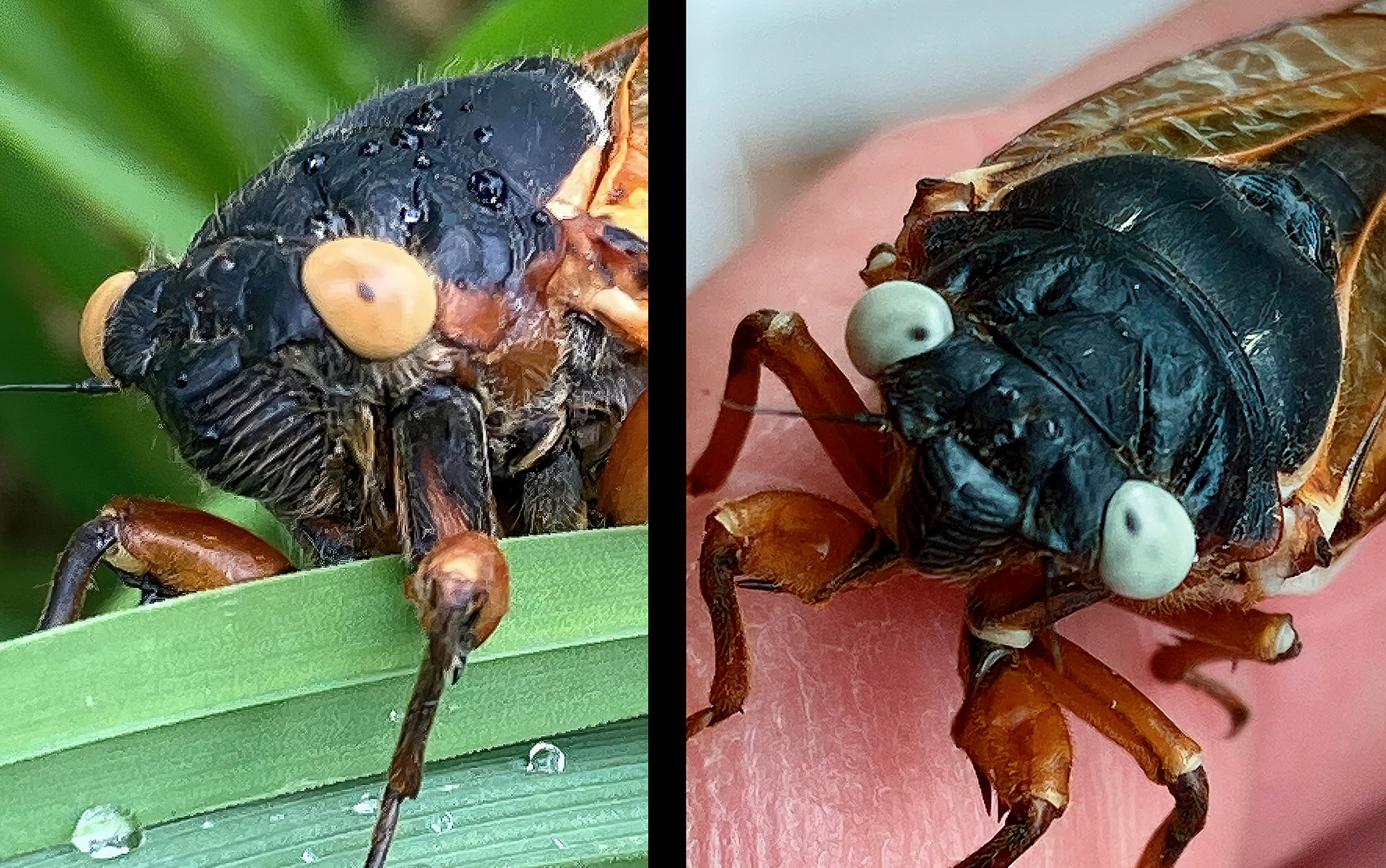 I’ve been on the lookout for the blue-eyed variant of brood X. I’ve not found any yet, but I did come across this pair, one with yellow eyes and the other with eyes of aquamarine..