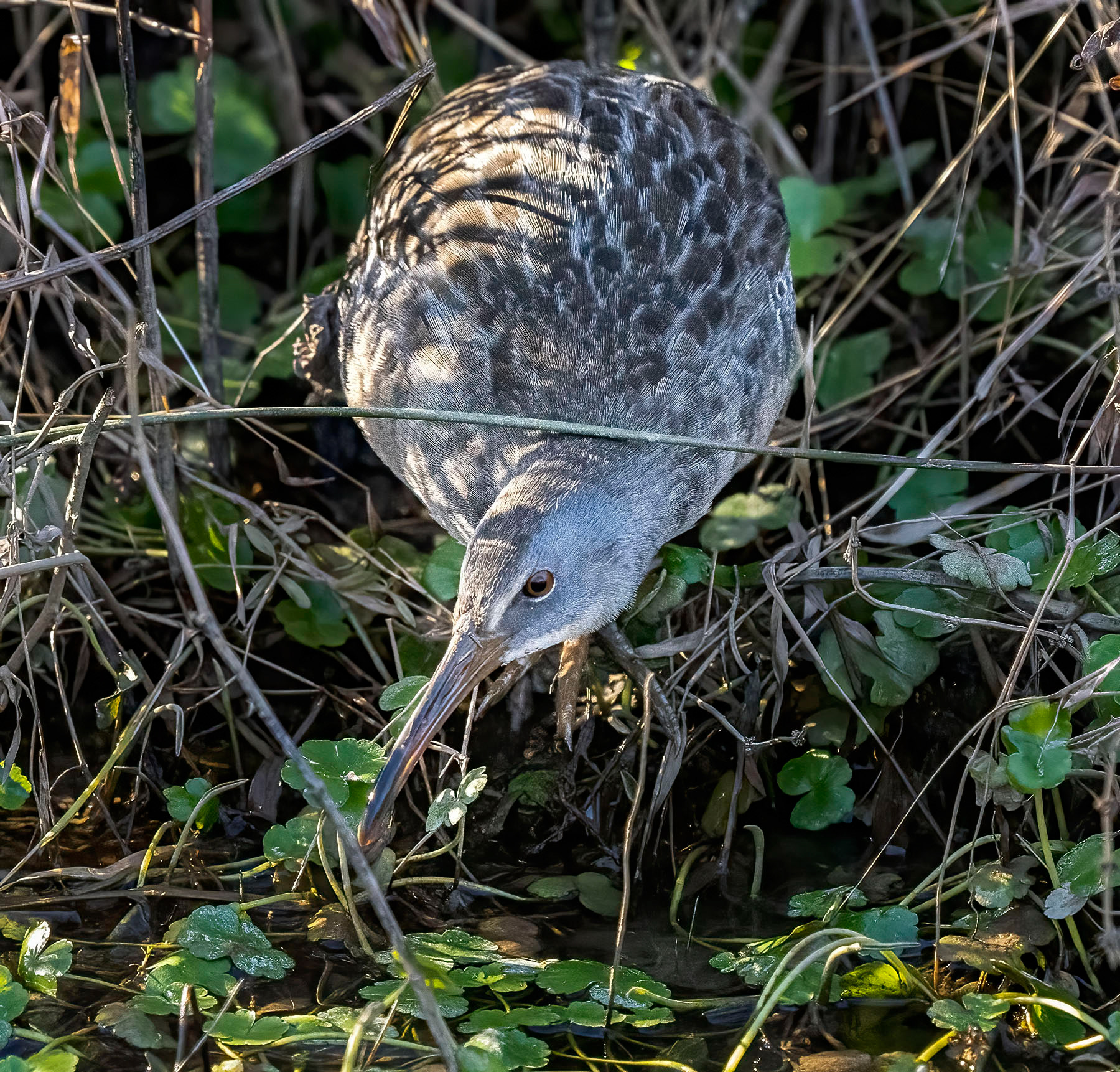 A Clapper Rail hunts minnows in shallow water. Typically seen in saltwater marshes, it’s unusual to find them hunting in freshwater marshes as this one is. (Alexandria, VA)