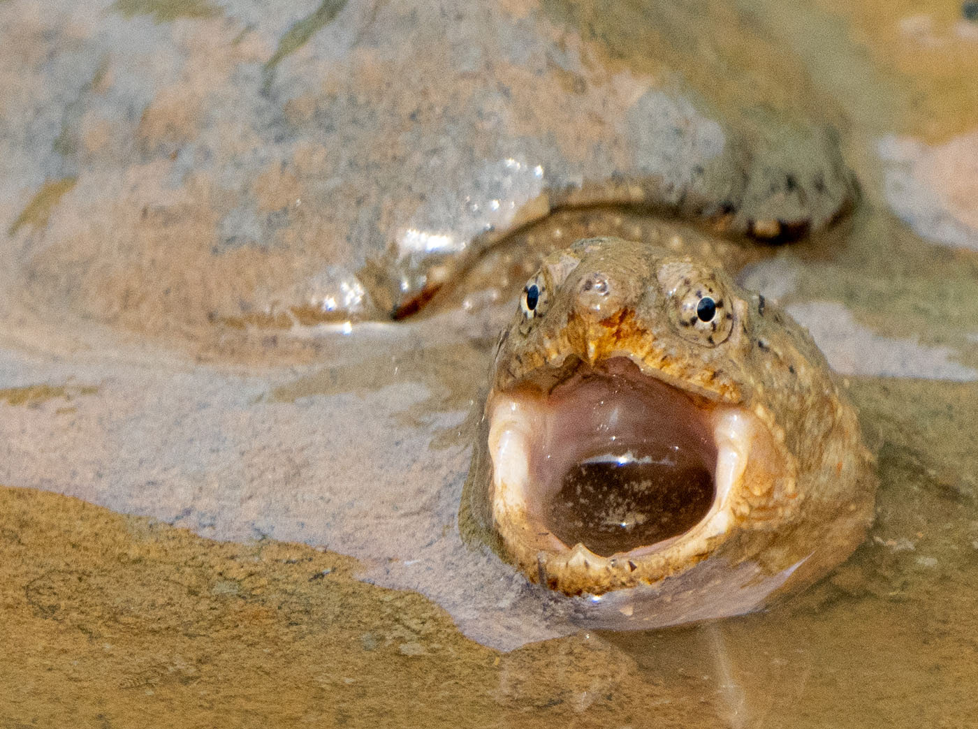 A baby Common Snapping Turtle is either very amazed or very tired. (Alexandria, VA)