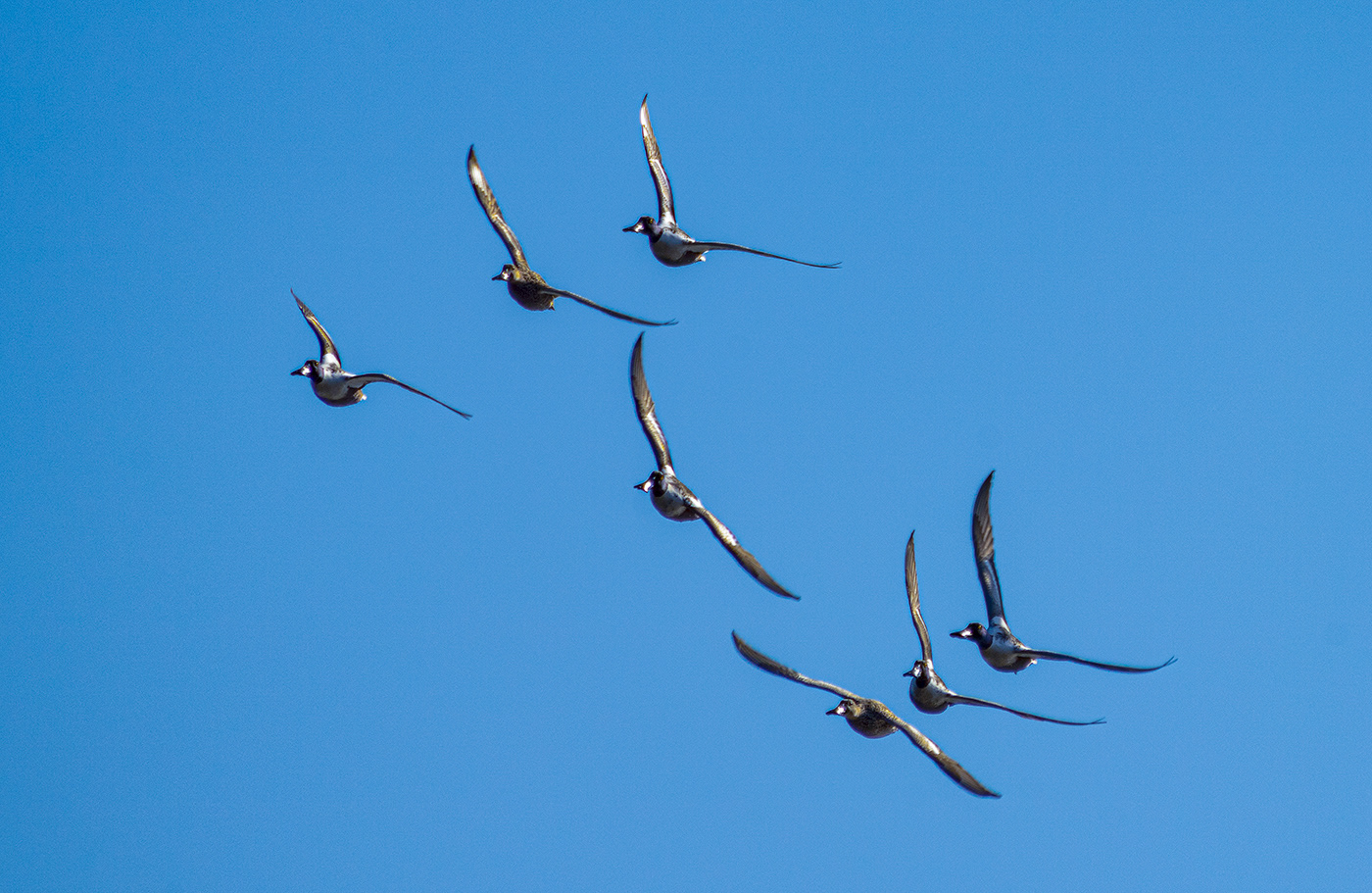 A flock of Northern Shovelers circle the pond. (Alexandria, VA)