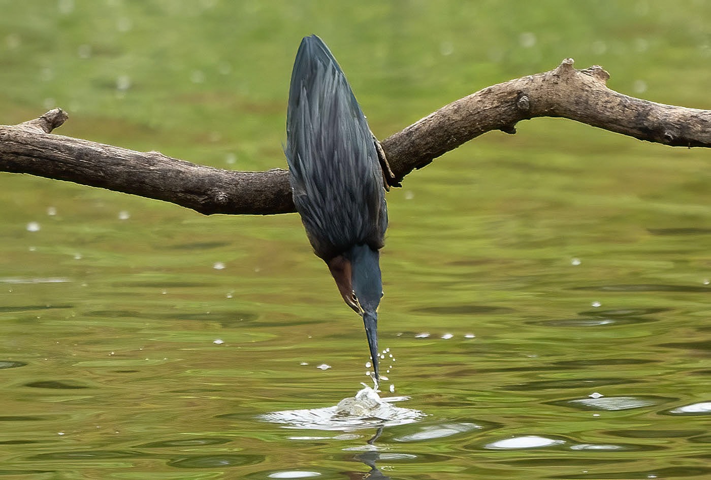 A Green Heron takes an inverted jab and comes up with a freshwater shrimp. (Alexandria, VA)