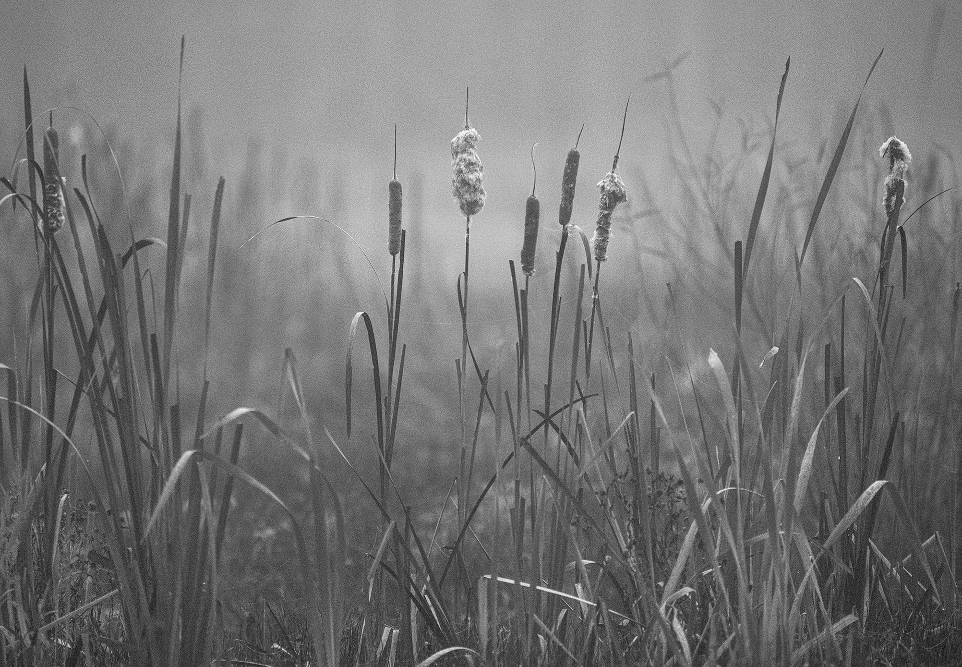 Cattails stand out against a foggy backdrop.