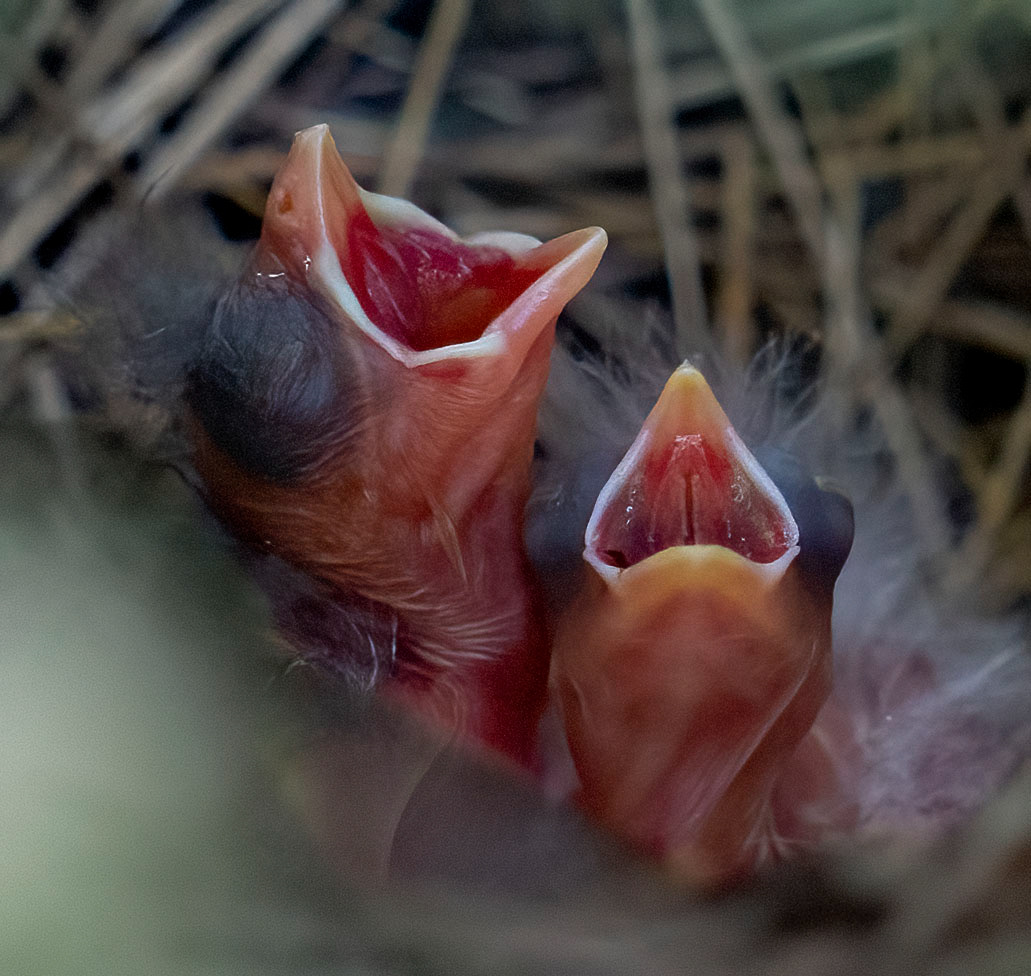 Baby Northern Cardinals await a meal. (Springfield, VA)